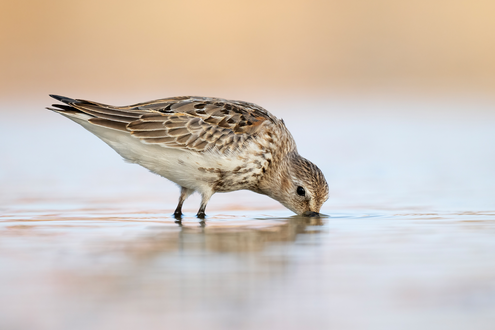 Sandpiper