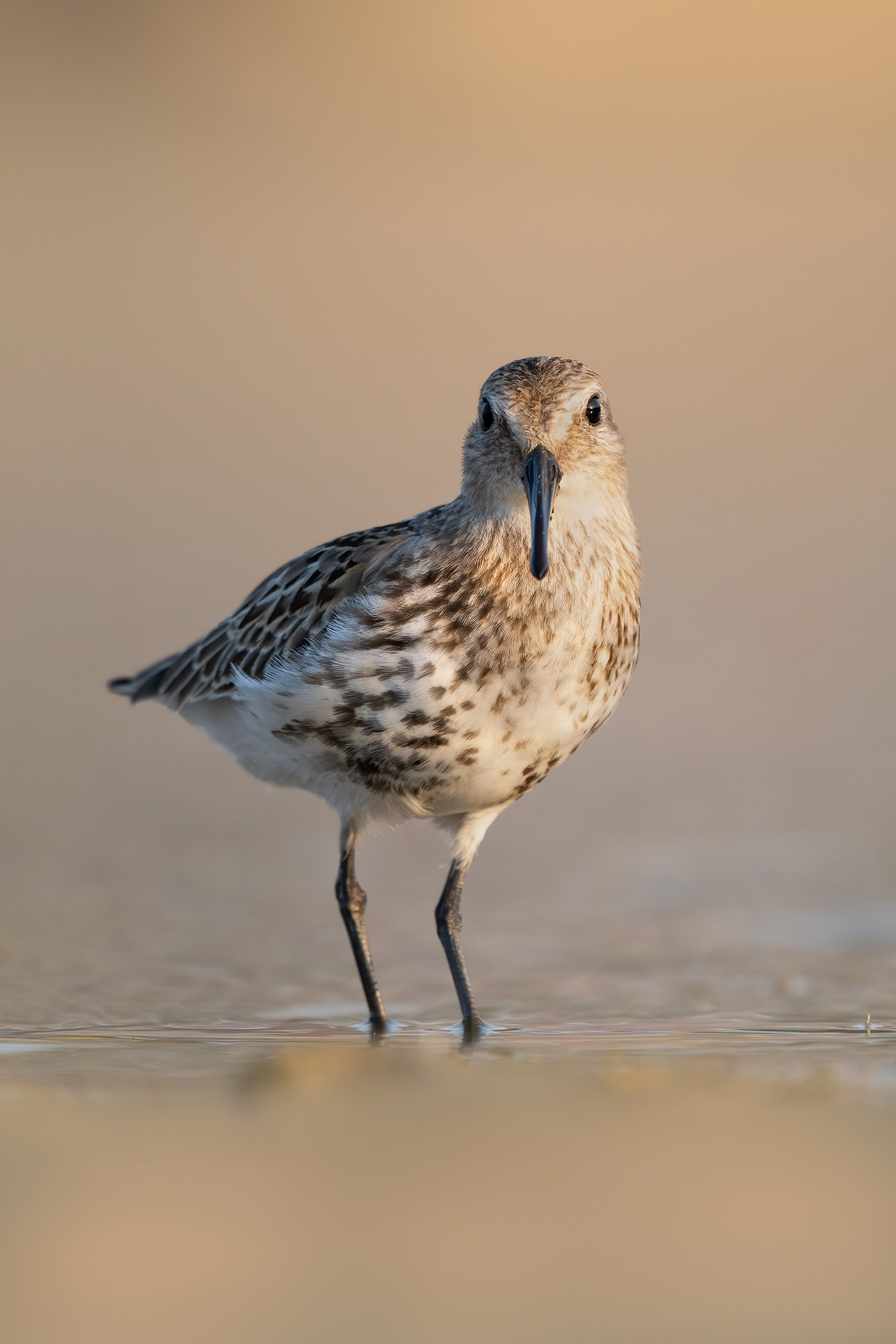 Sandpiper