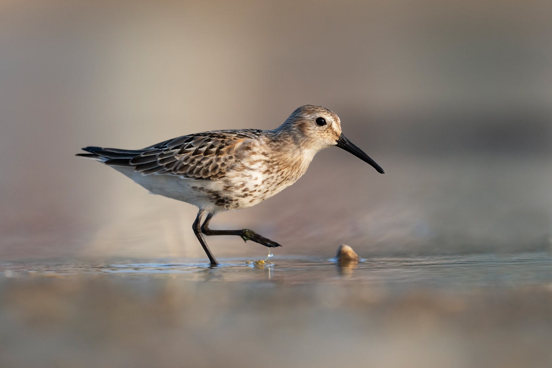Sandpiper