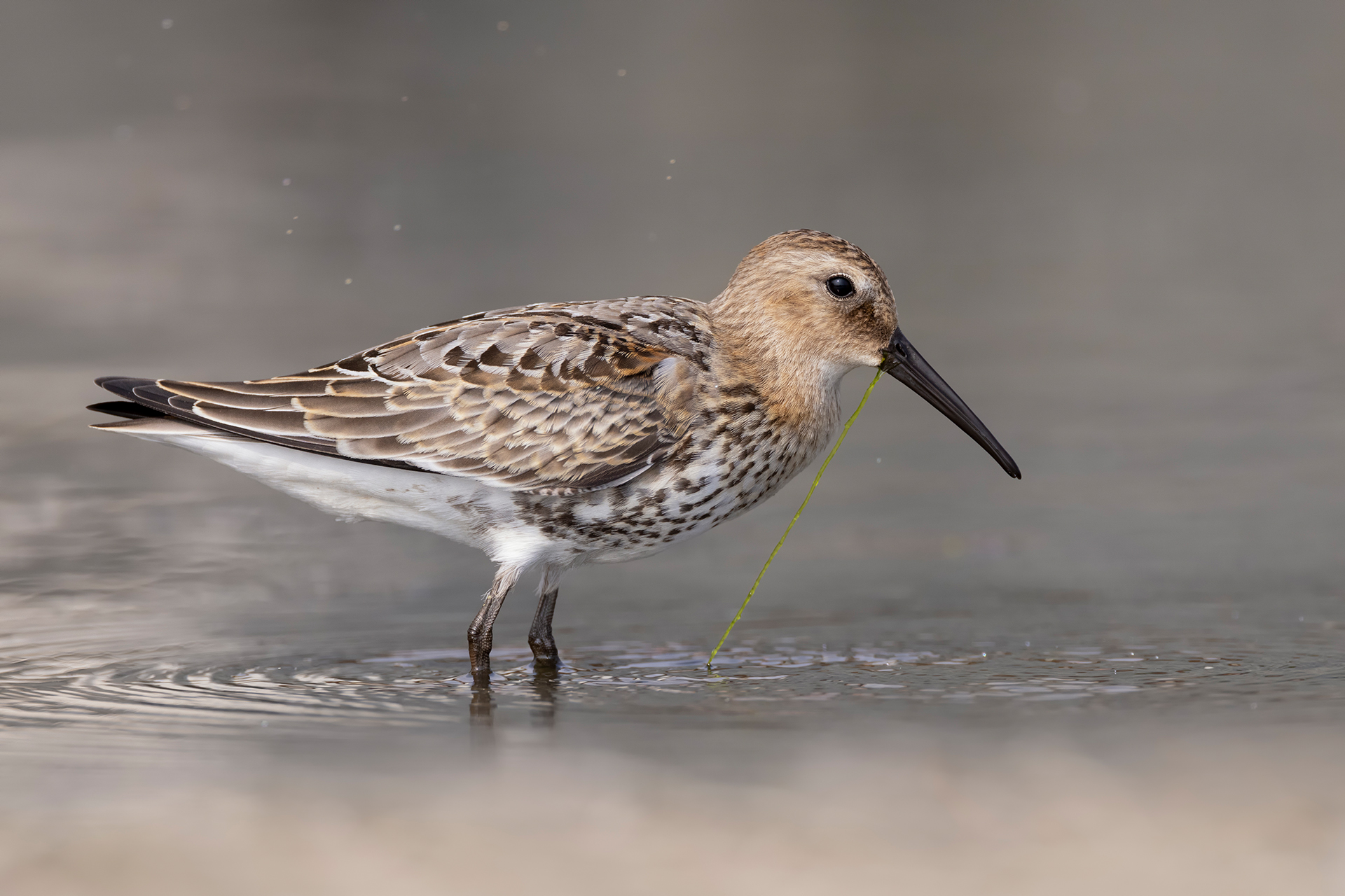 Sandpiper