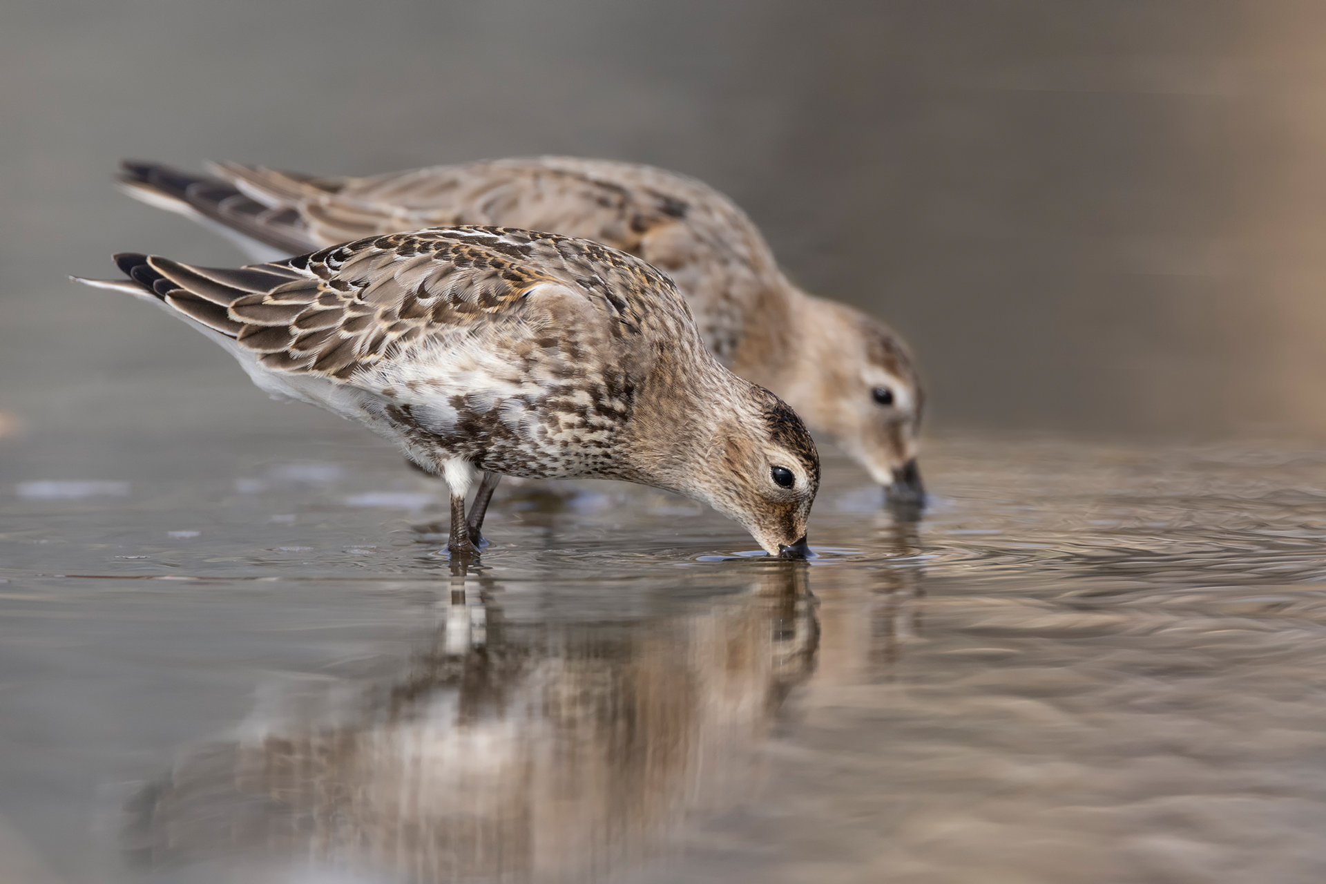 Sandpiper