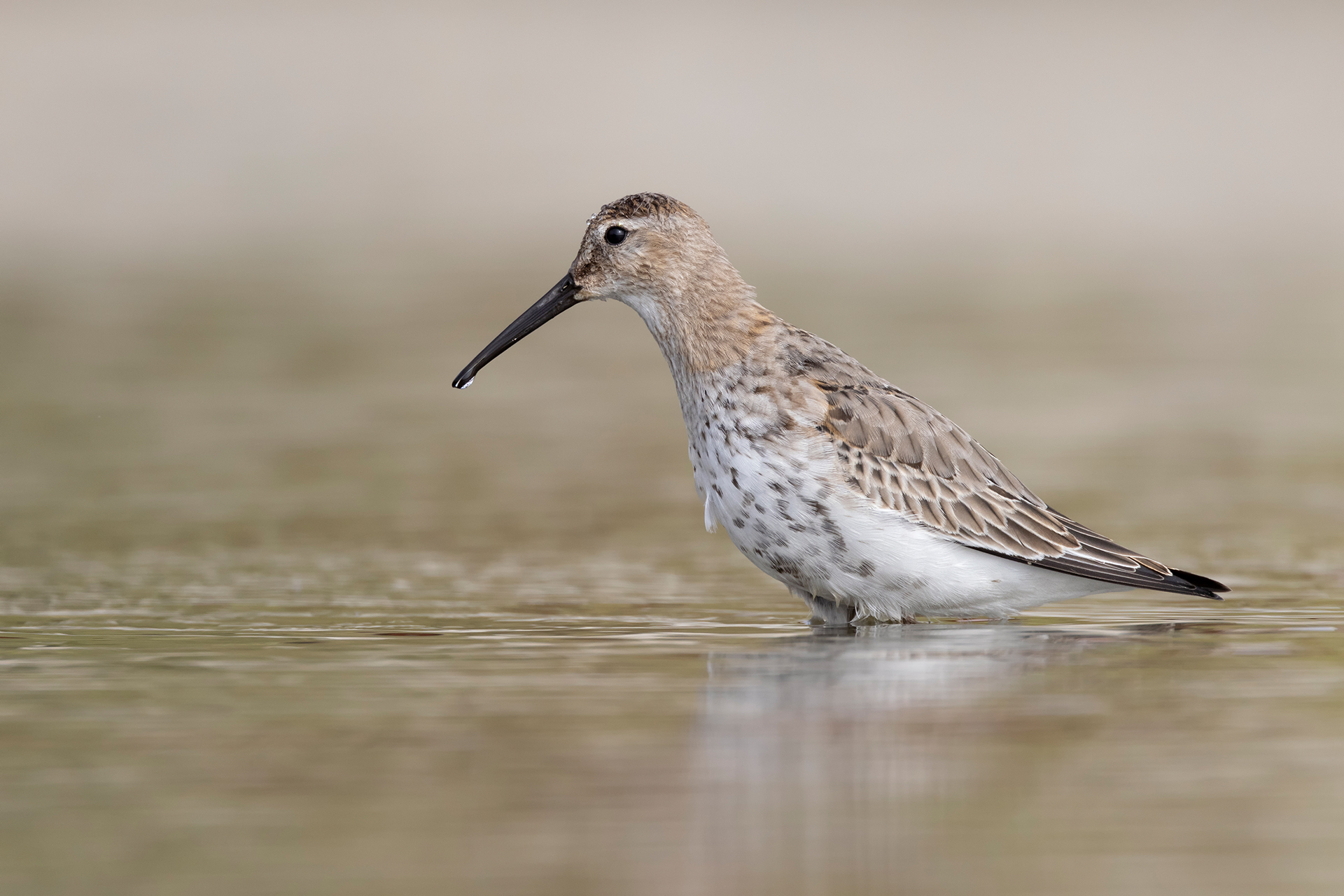 Sandpiper