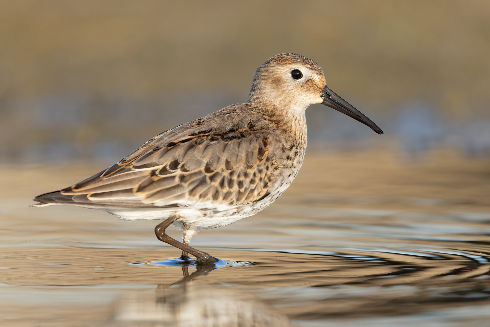 Sandpiper
