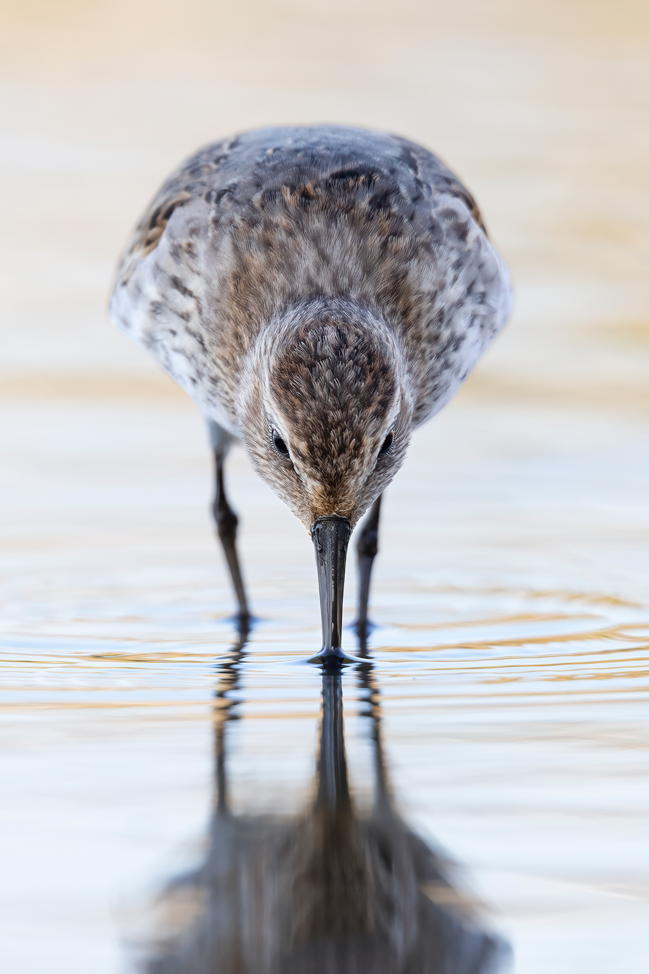 Sandpiper