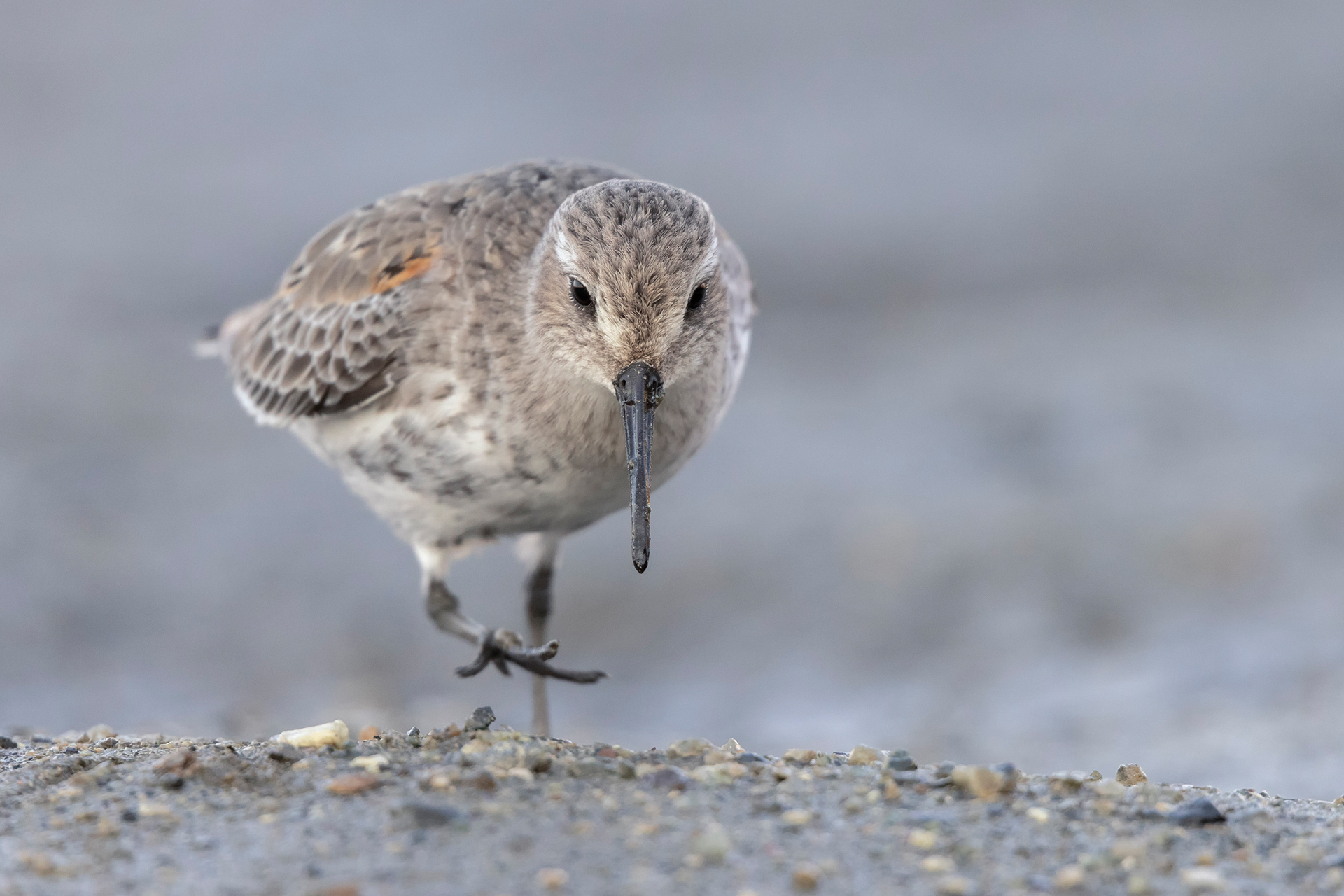 Sandpiper
