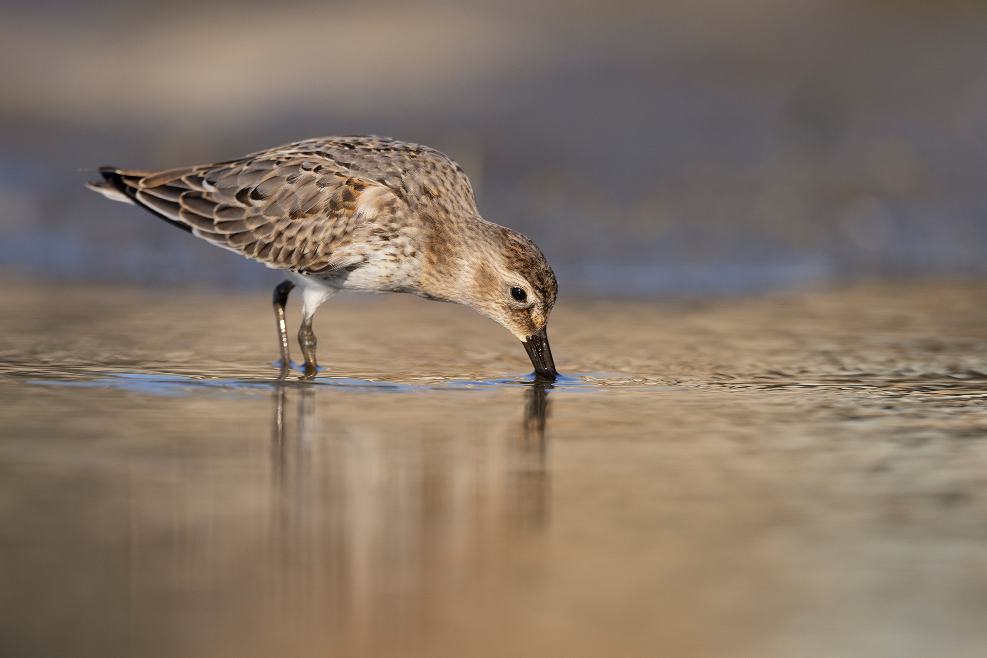 Sandpiper