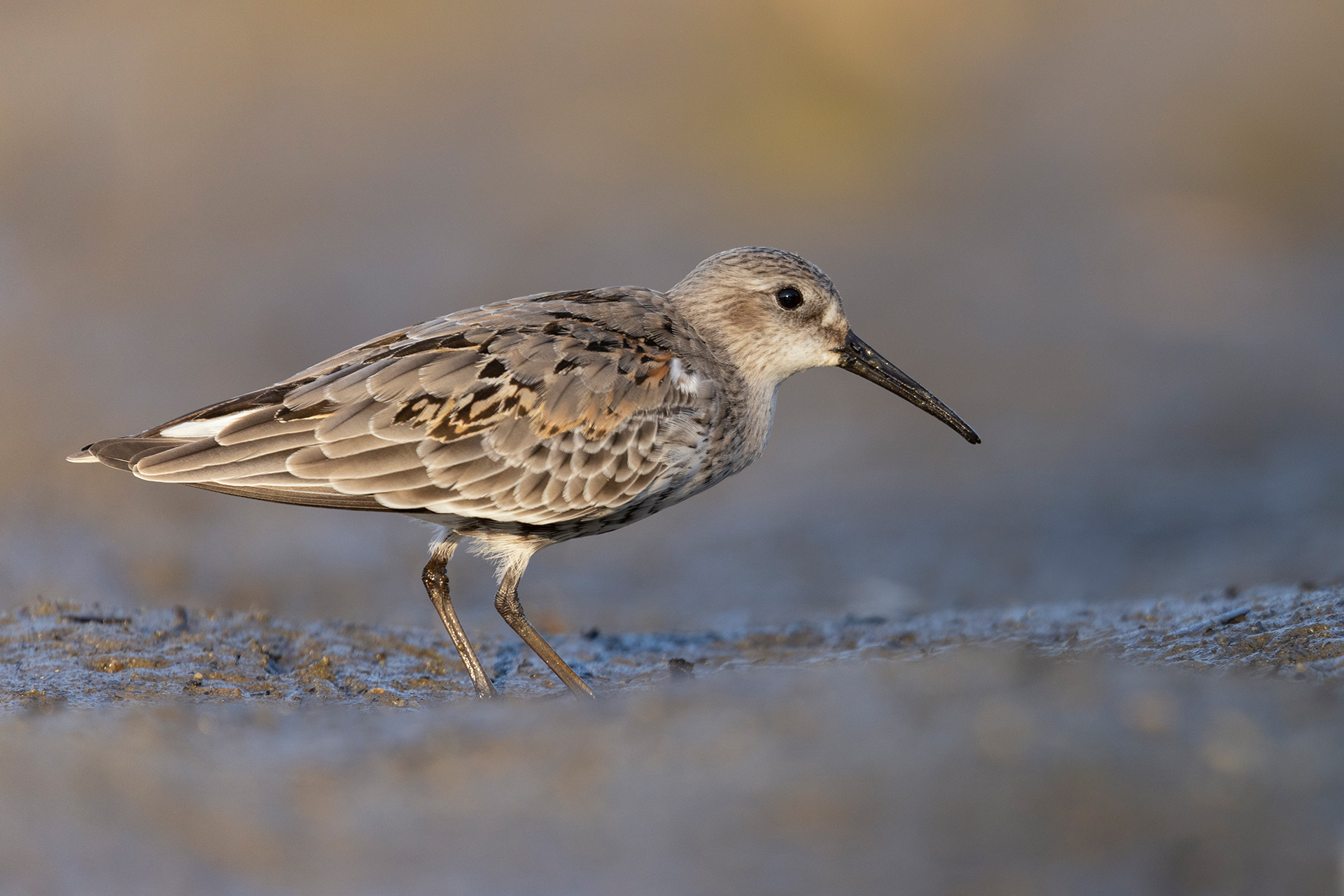 Sandpiper
