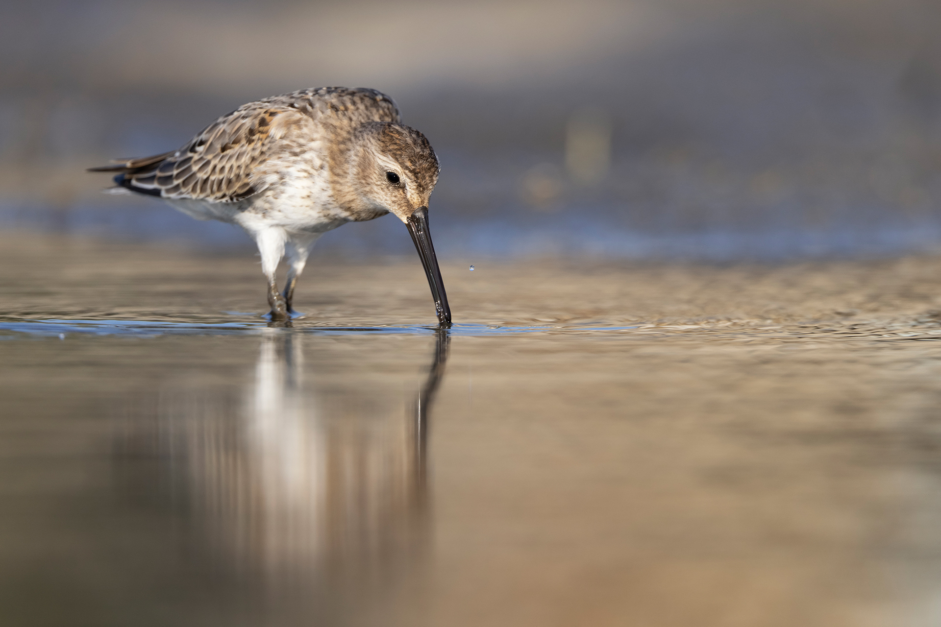 Sandpiper