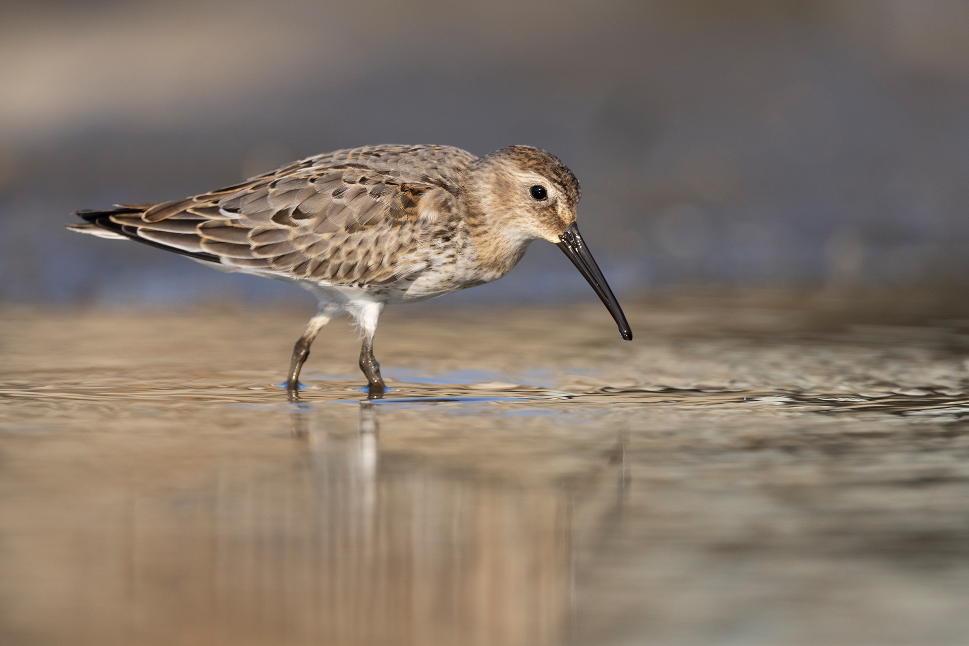 Sandpiper