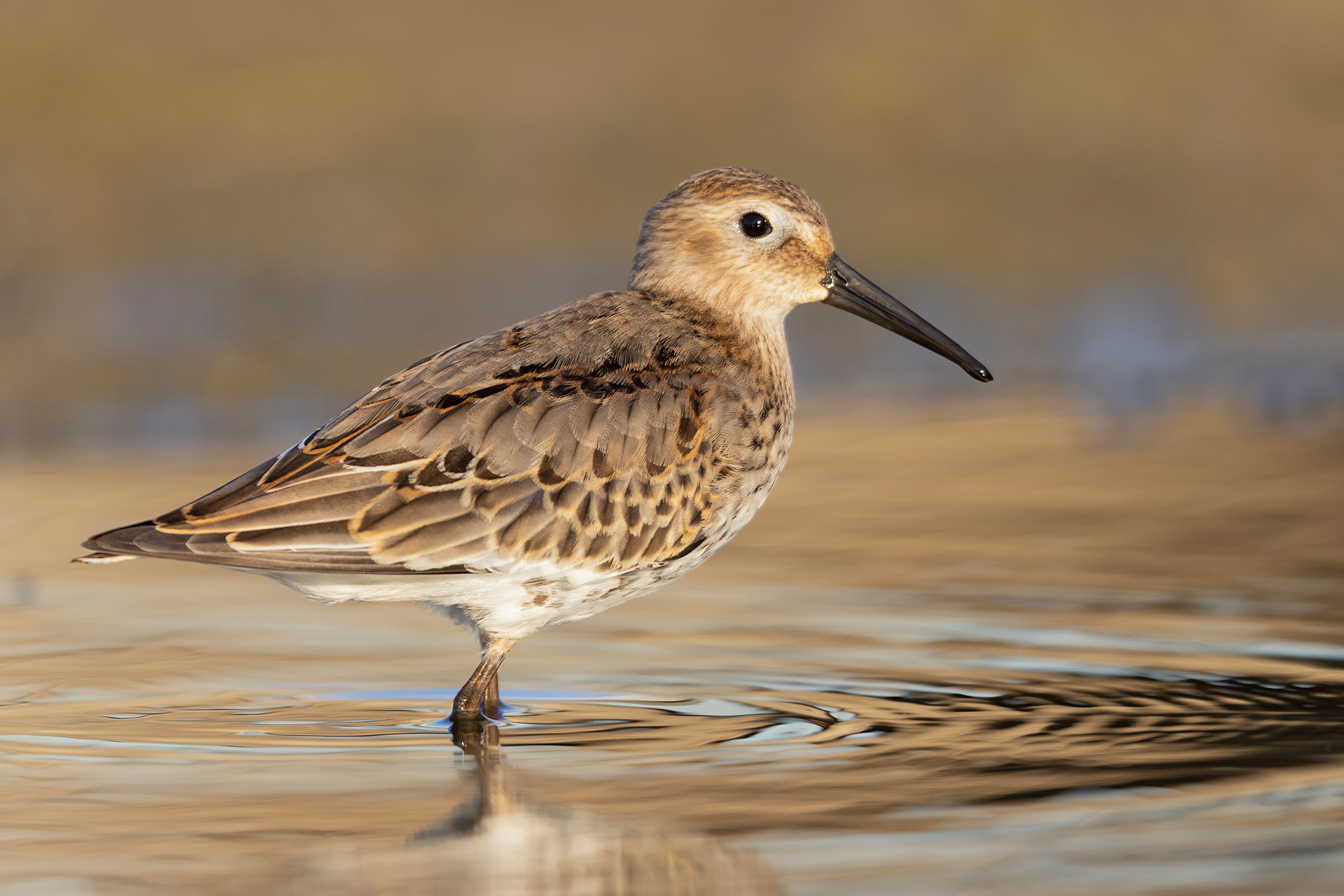 Sandpiper