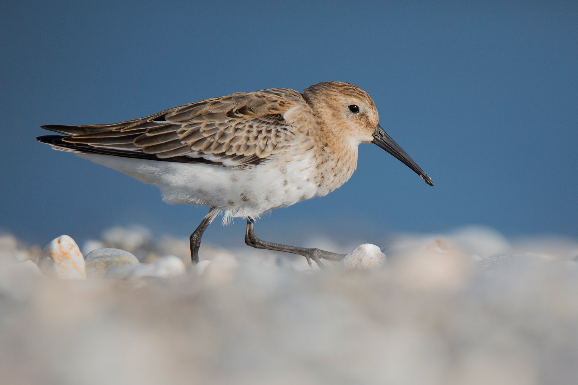 Sandpiper