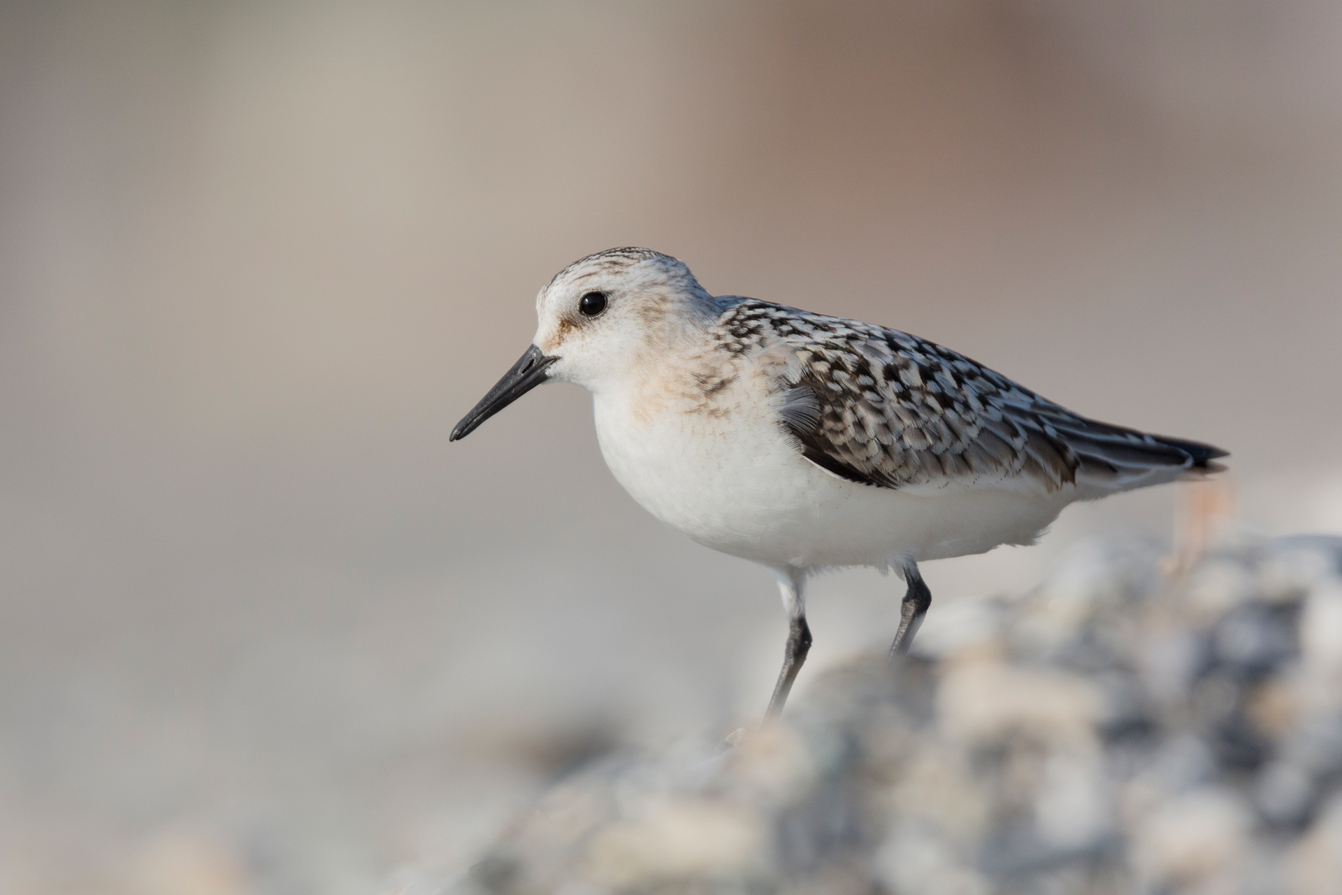 Piovanello tridattilo