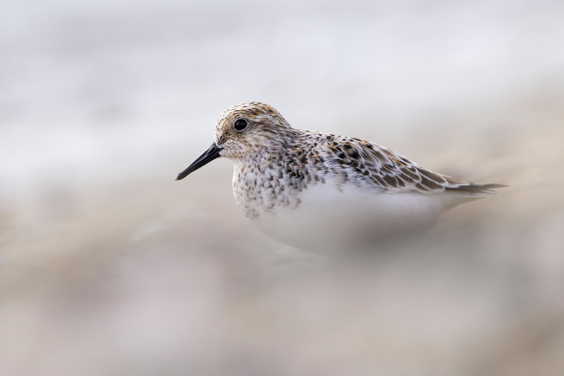 Piovanello tridattilo