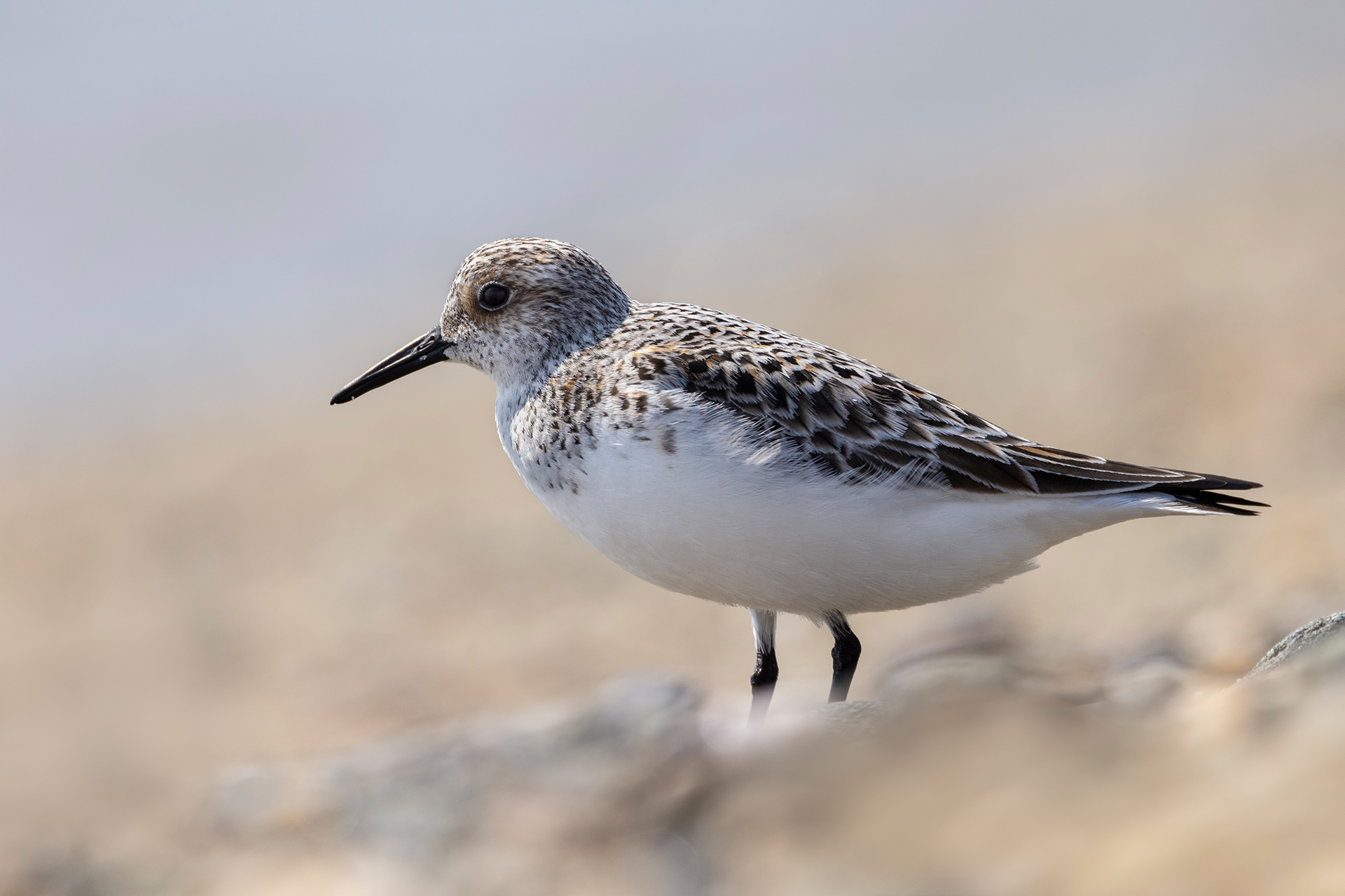 Piovanello tridattilo