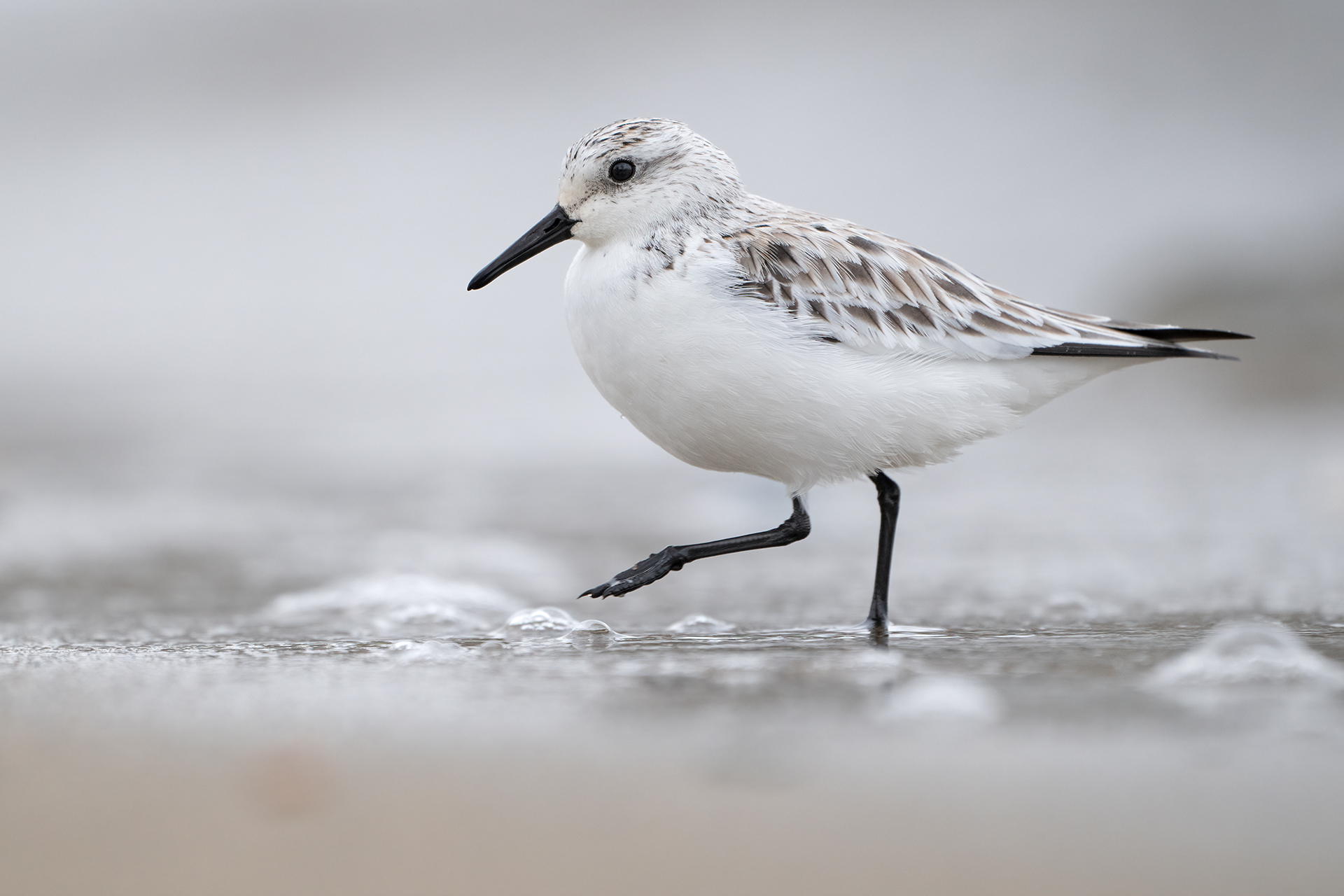 Piovanello tridattilo