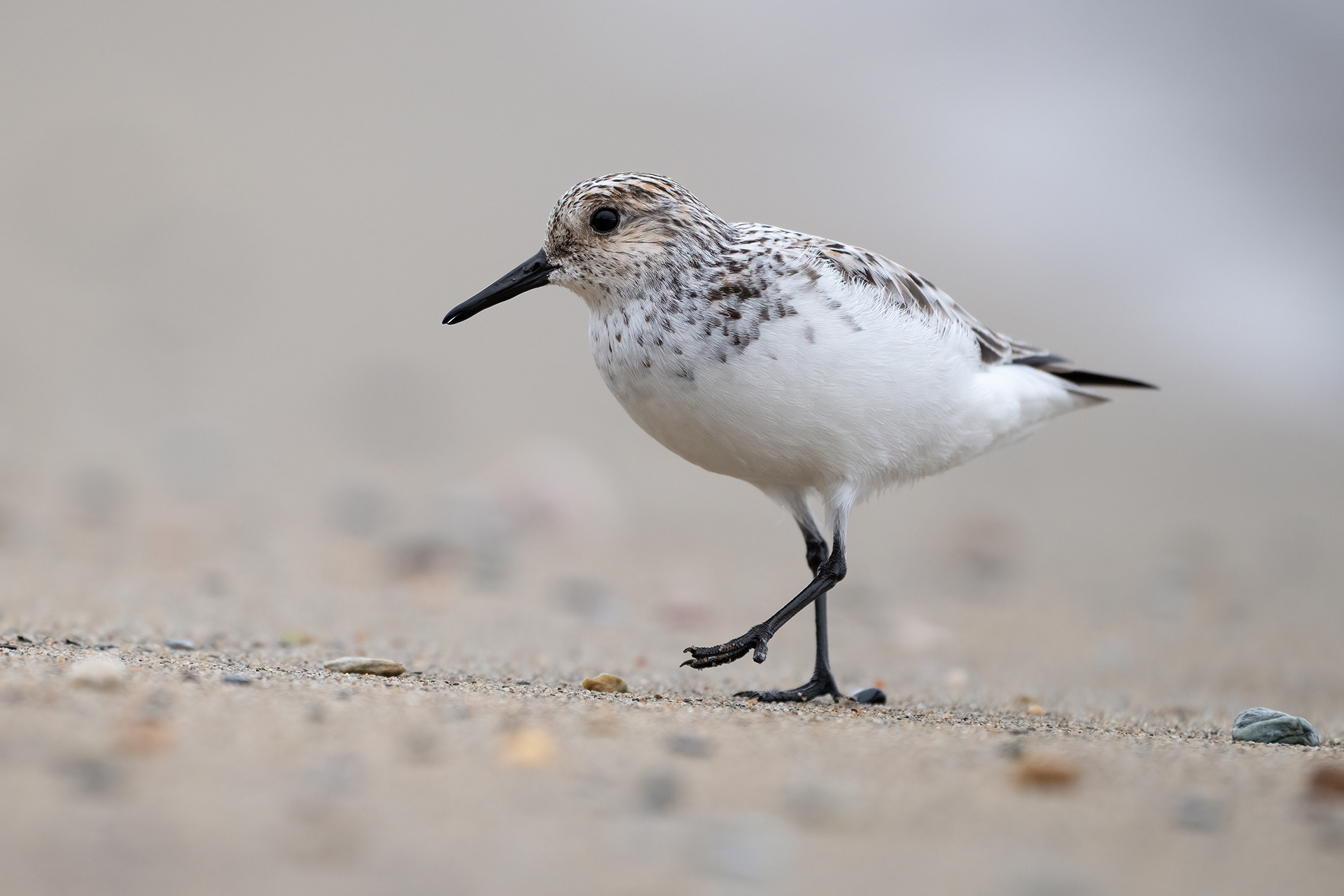 Piovanello tridattilo