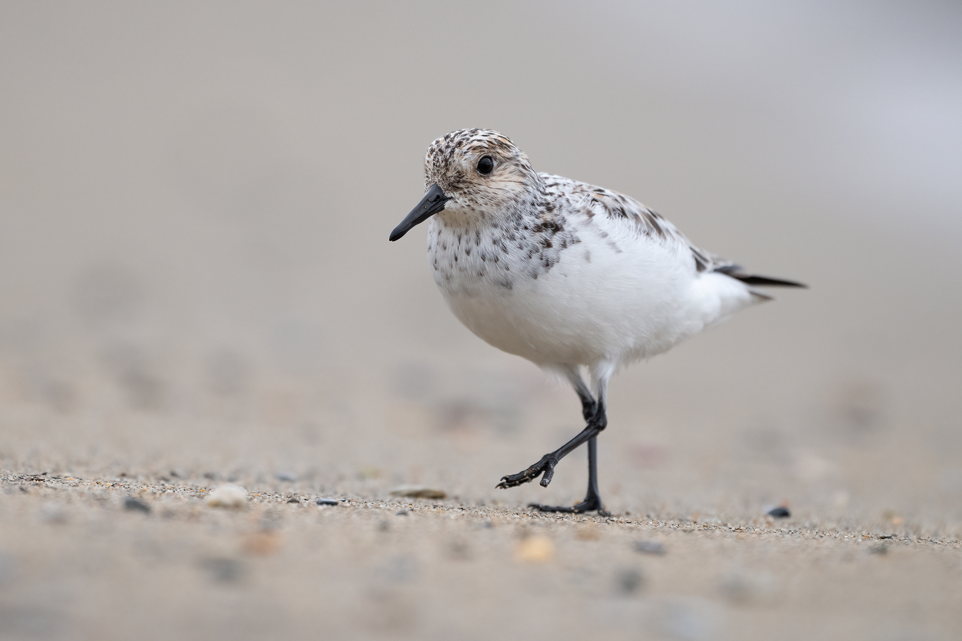 Piovanello tridattilo