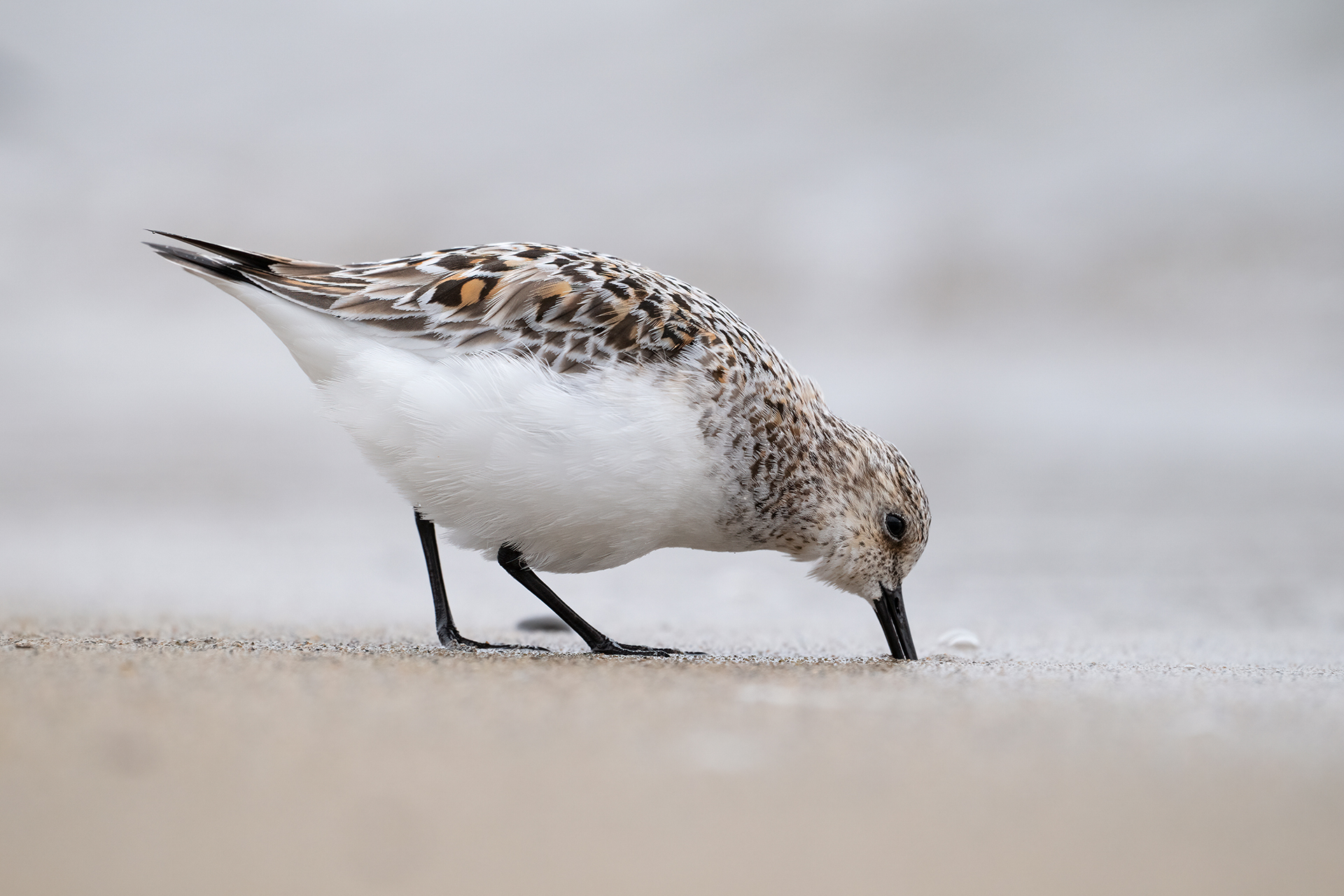 Piovanello tridattilo