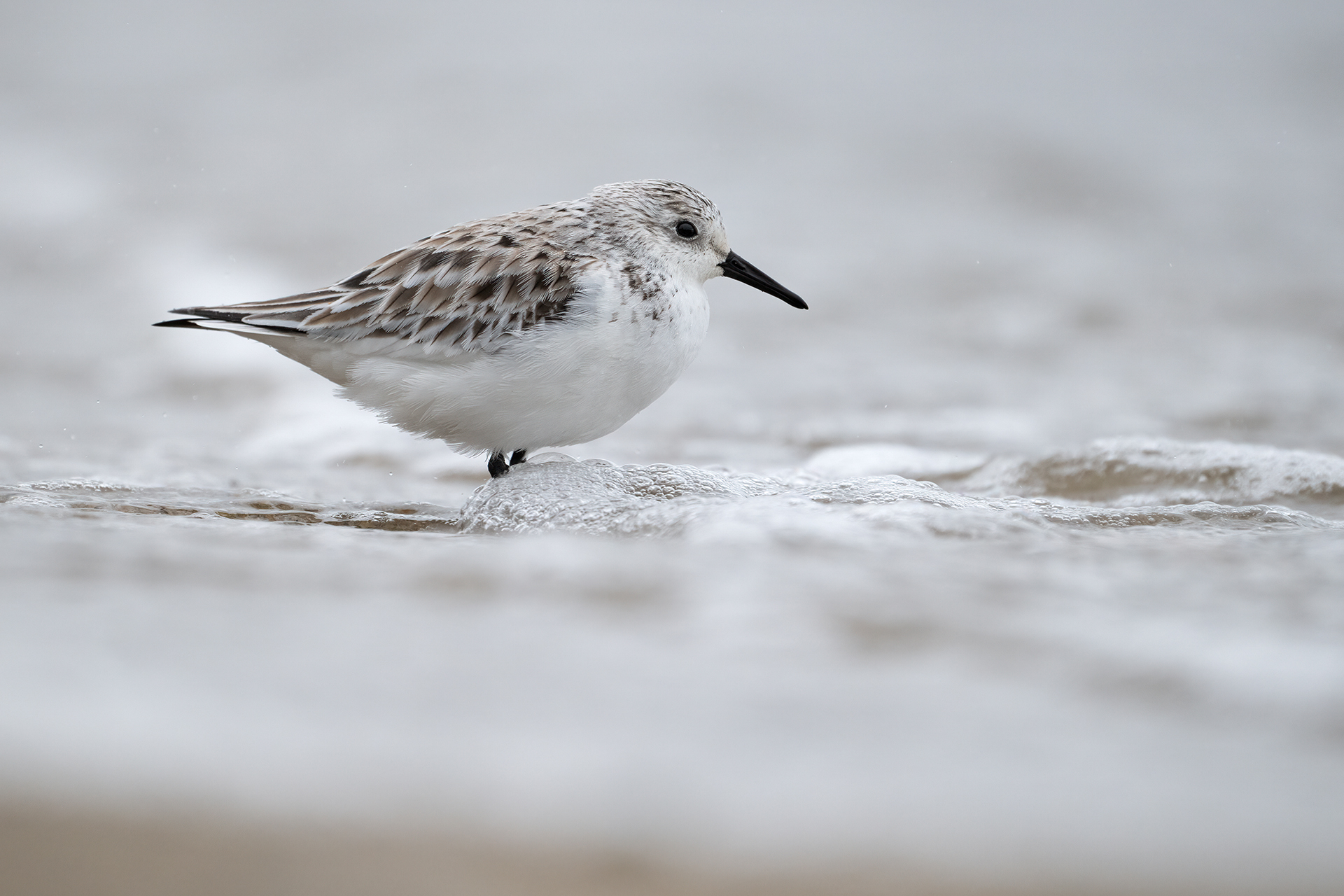 Piovanello tridattilo