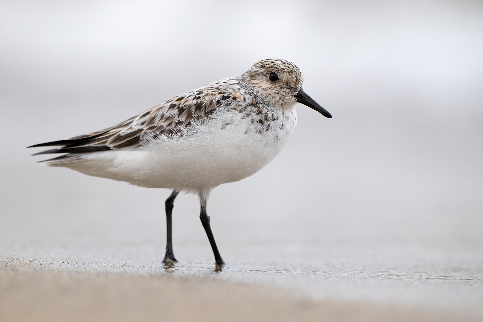 Piovanello tridattilo