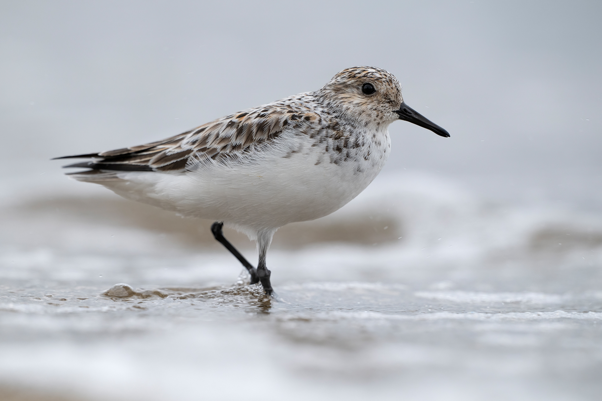 Piovanello tridattilo