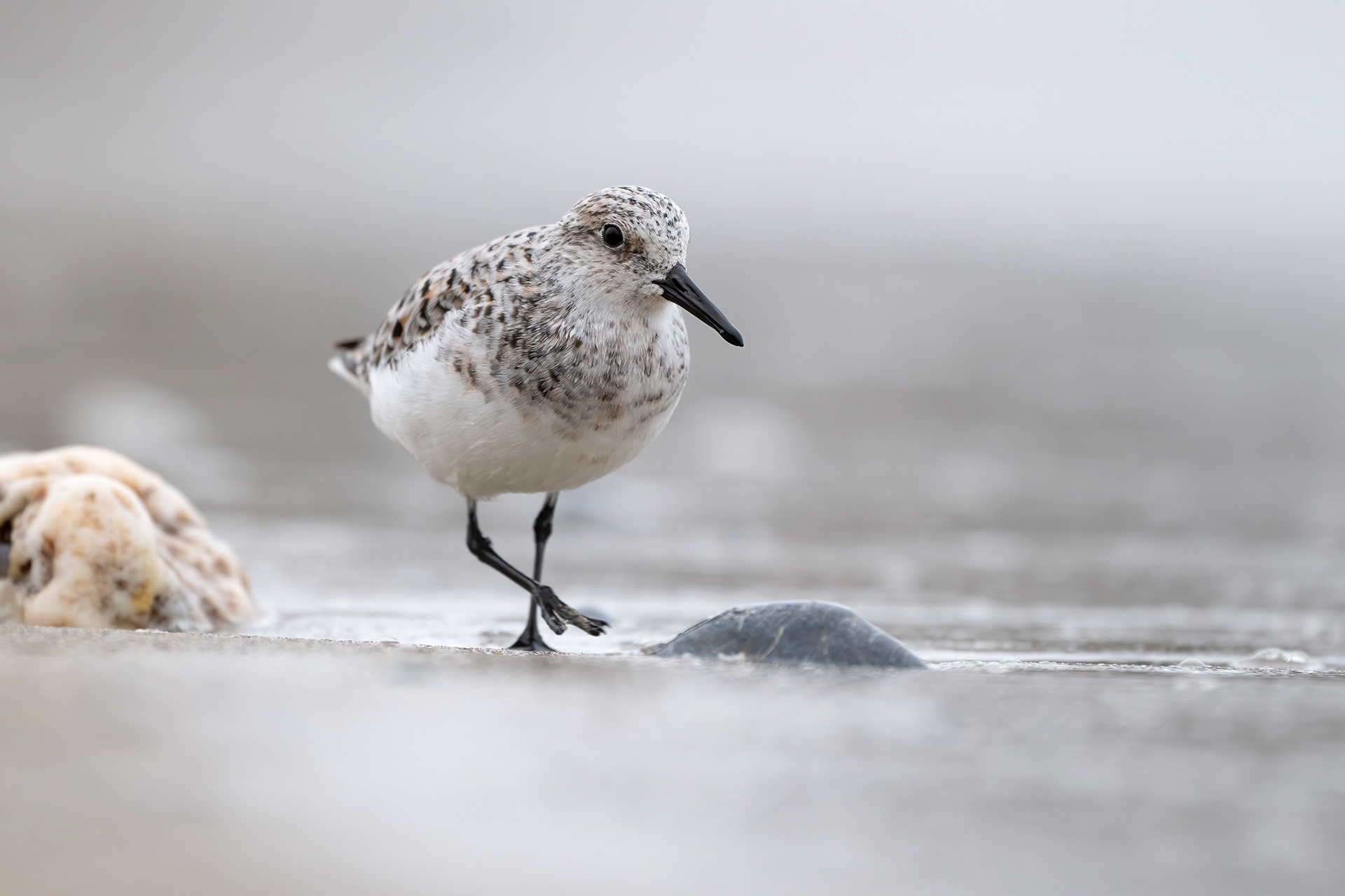 Piovanello tridattilo