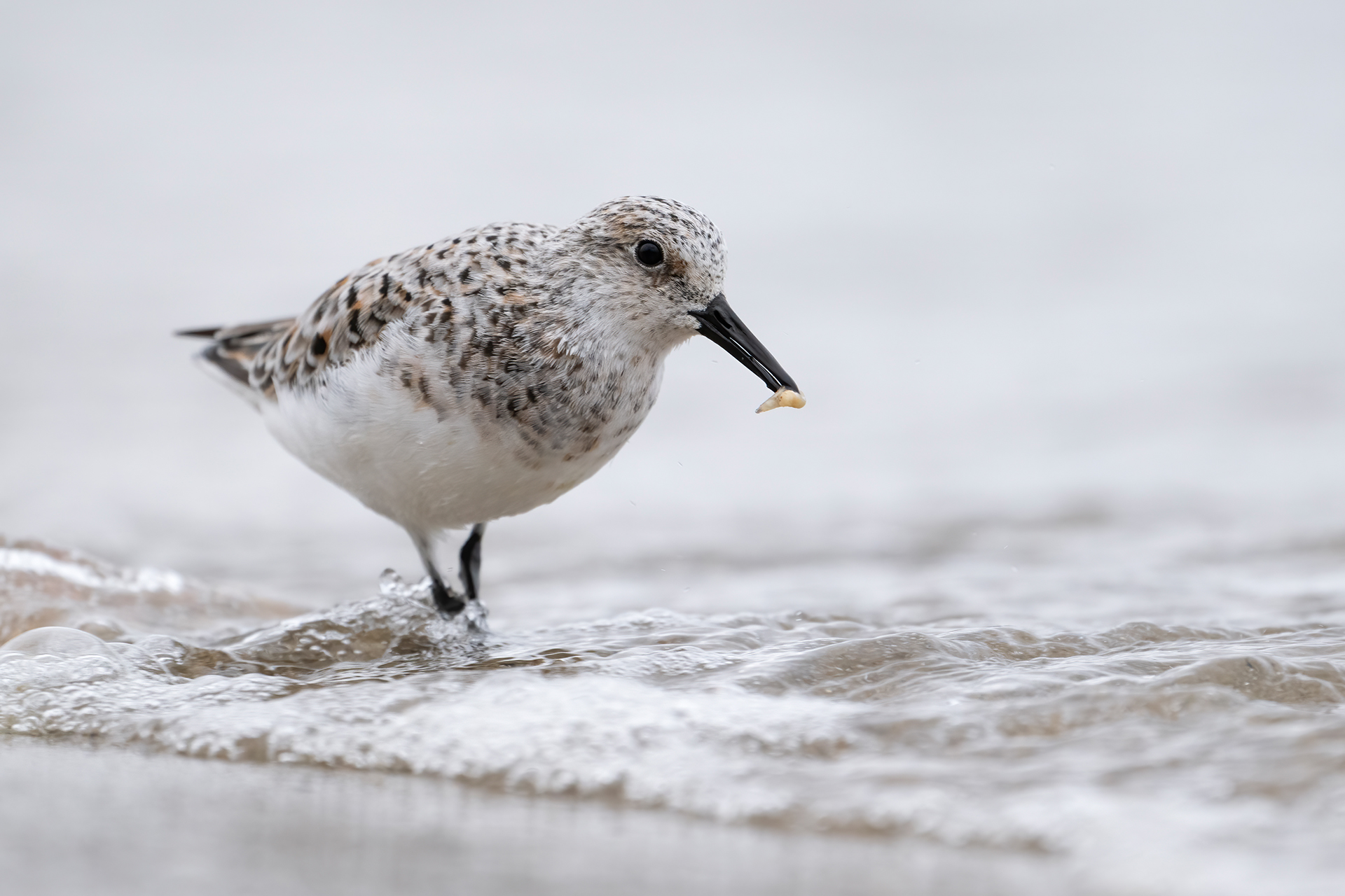 Piovanello tridattilo