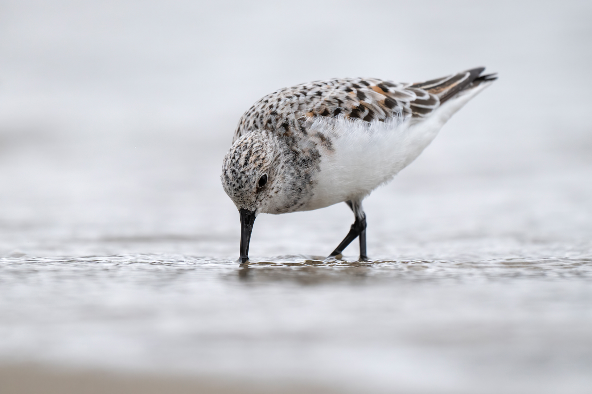 Piovanello tridattilo