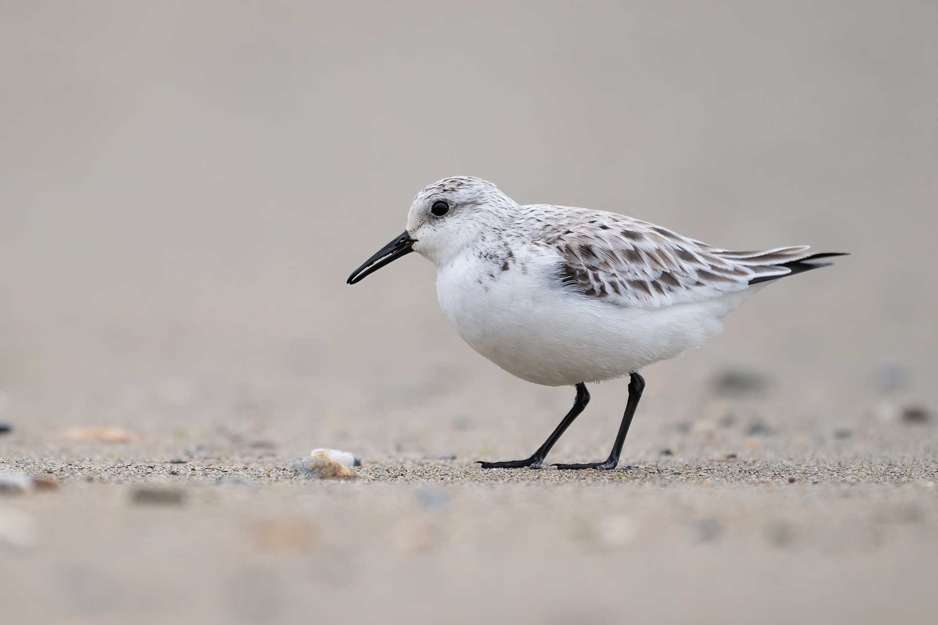 Piovanello tridattilo