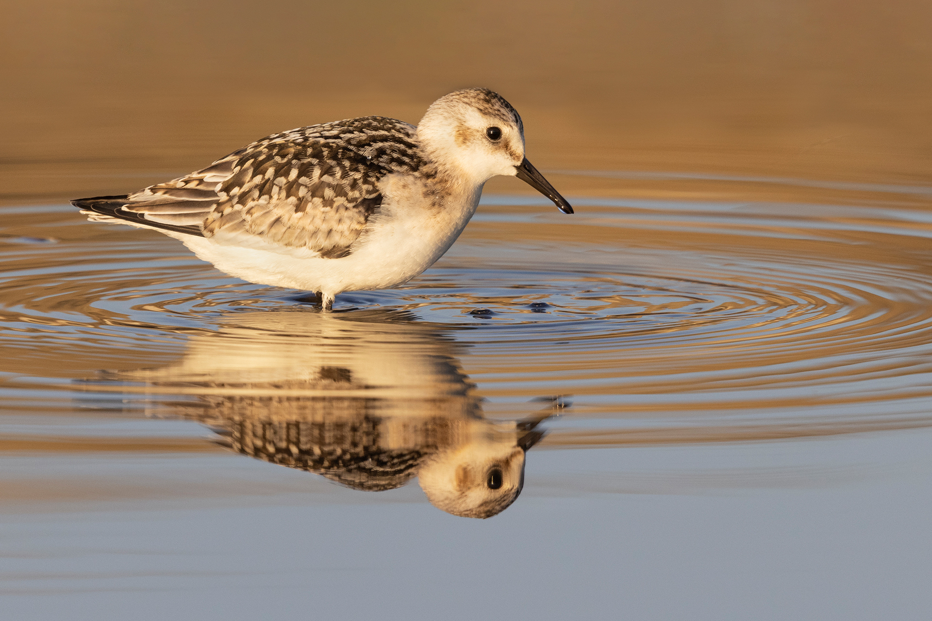 Piovanello tridattilo