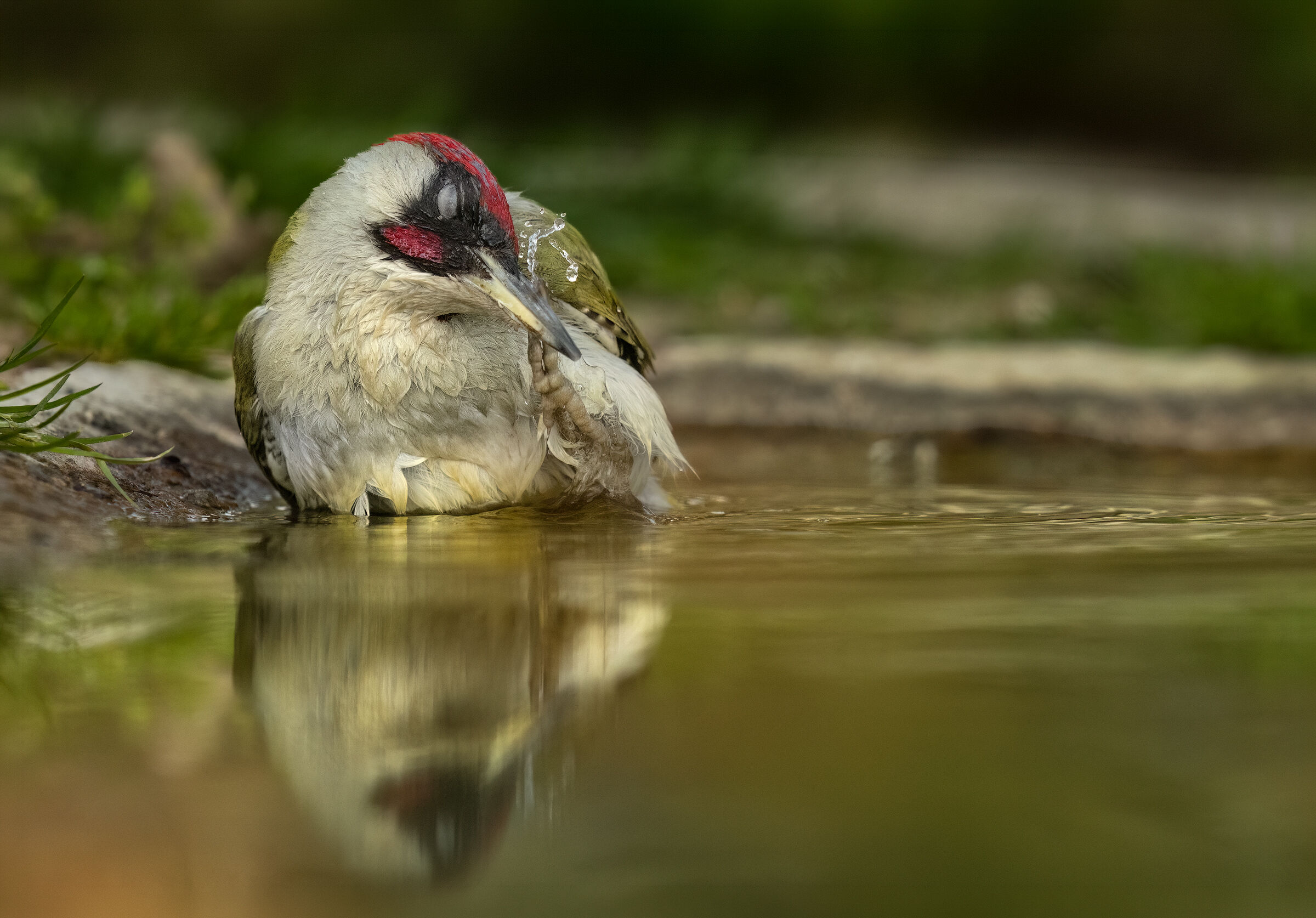 green woodpecker at the Massumatico hut bath