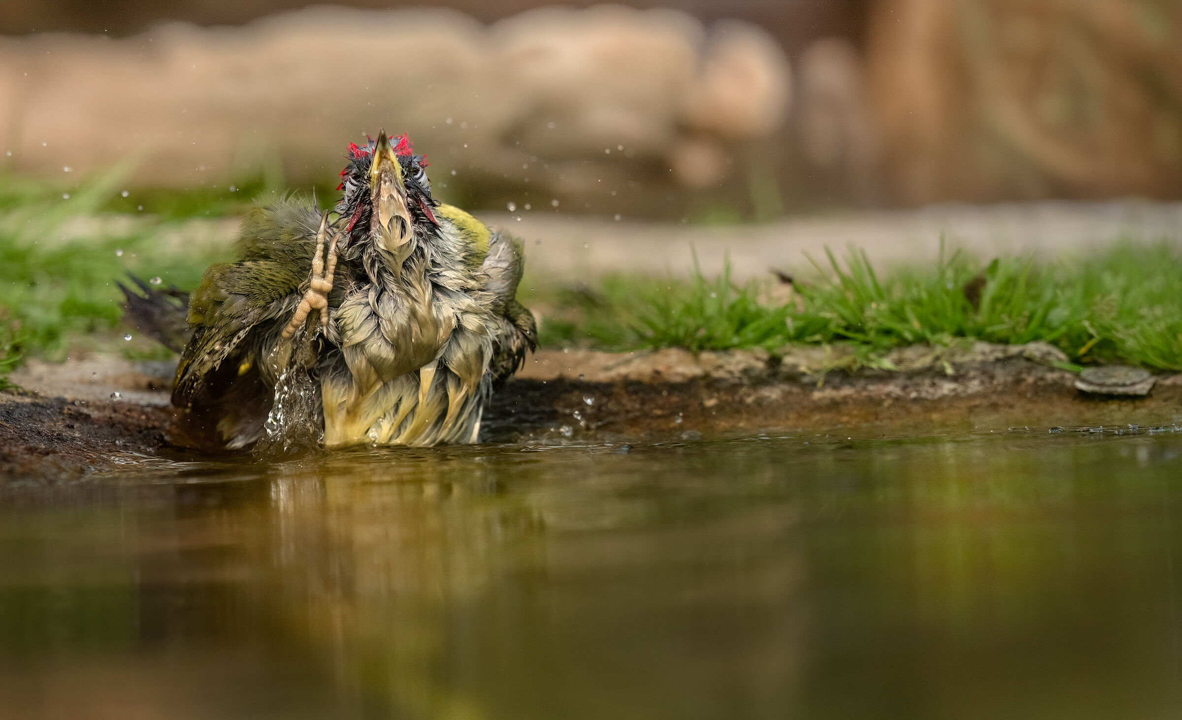 Hail O Caesar !! Green Woodpecker