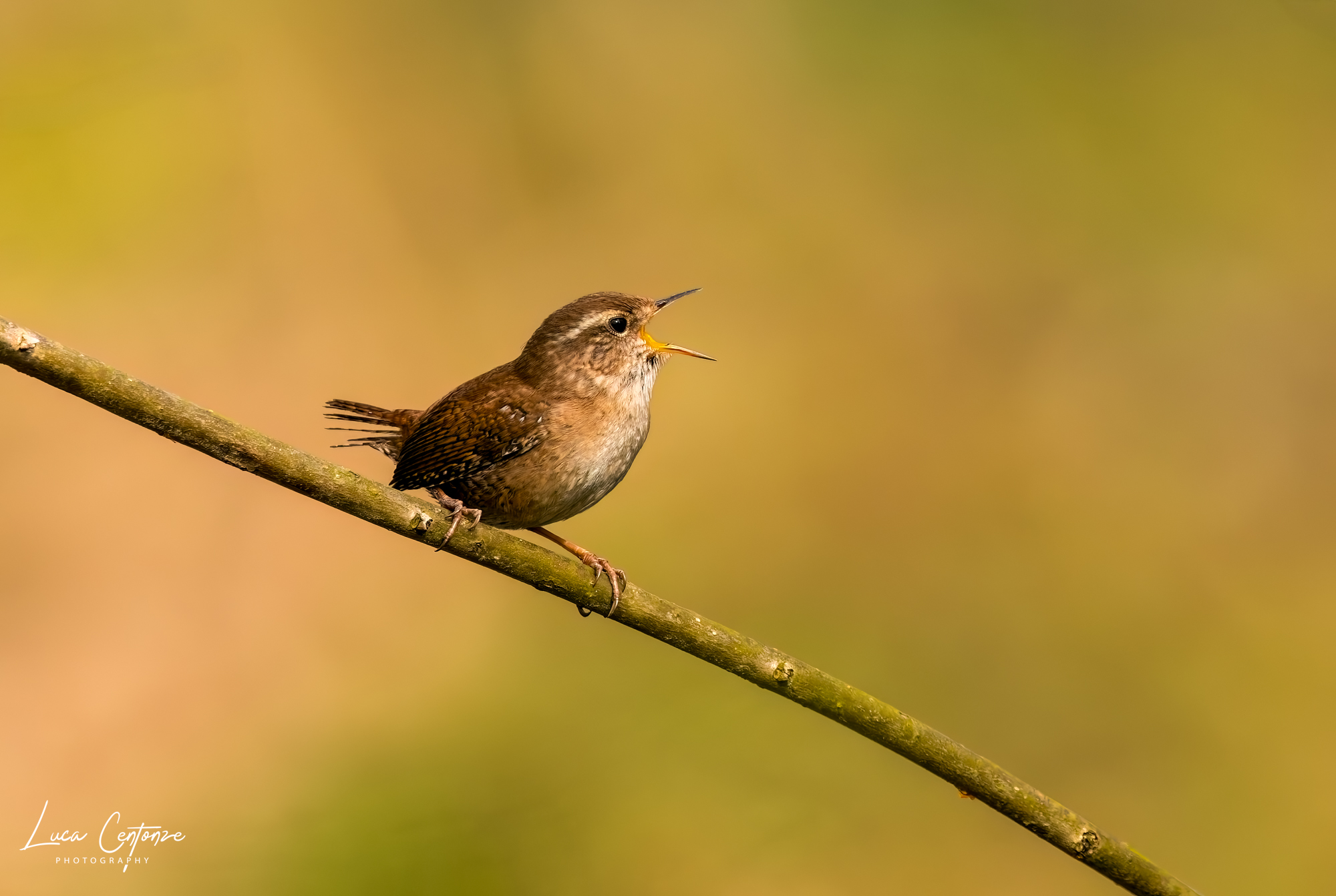 Wren