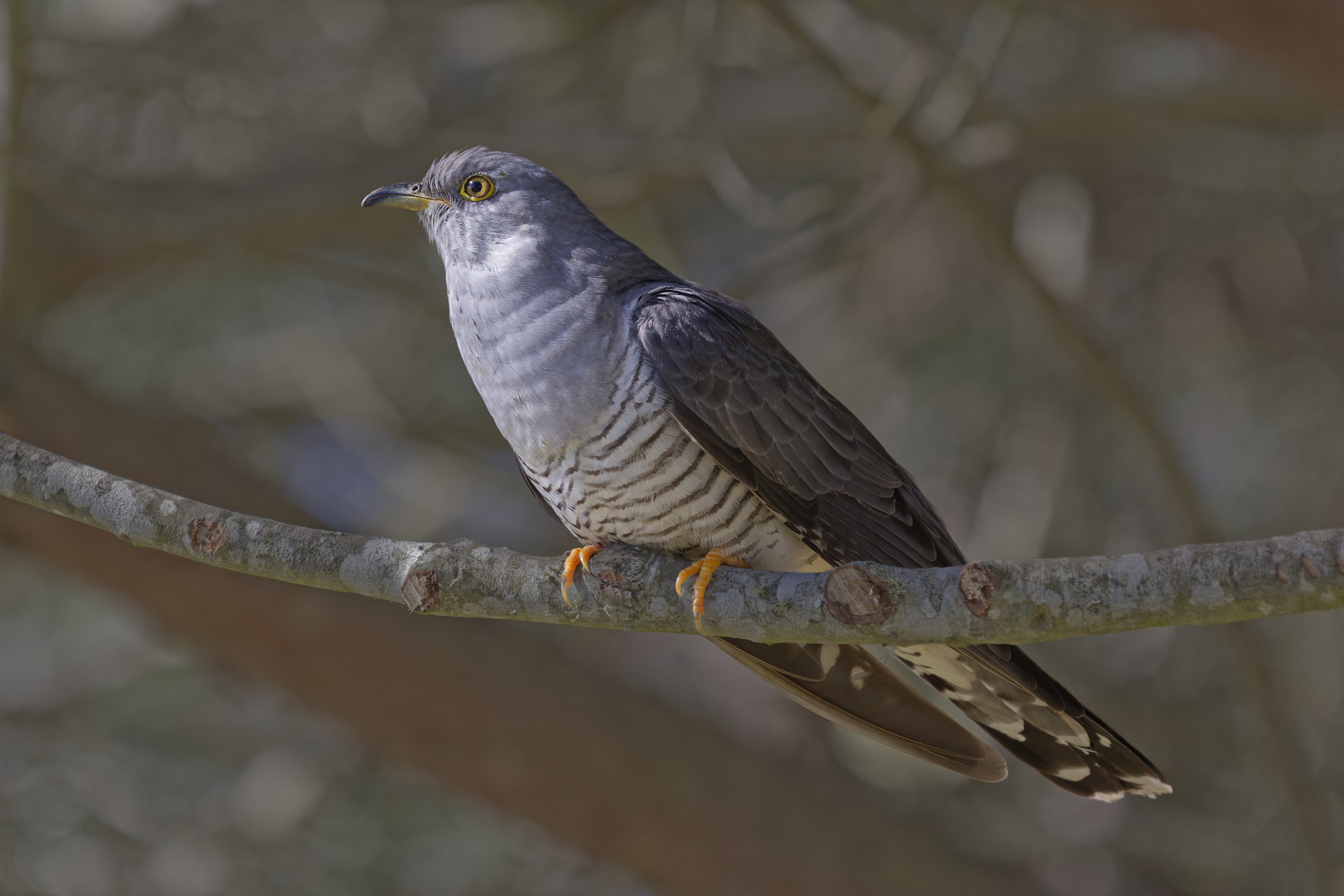 Common cuckoo