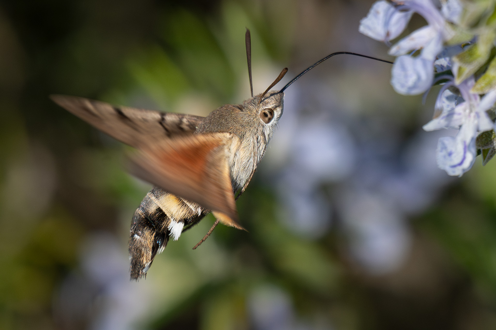 Gallium sphinx (Macroglossum stellatarum)