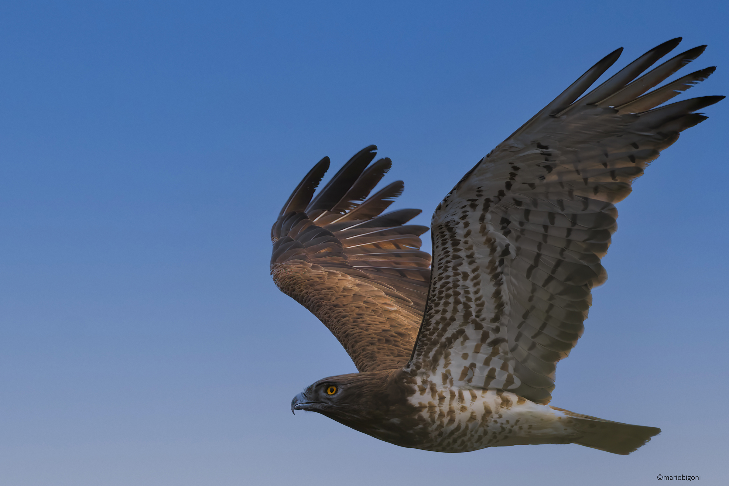Short-toed Eagle