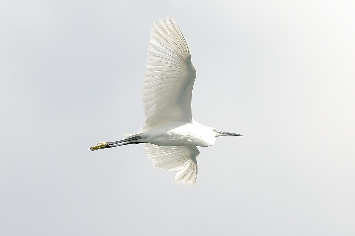 Little Egret 25 September 2025 - 0112