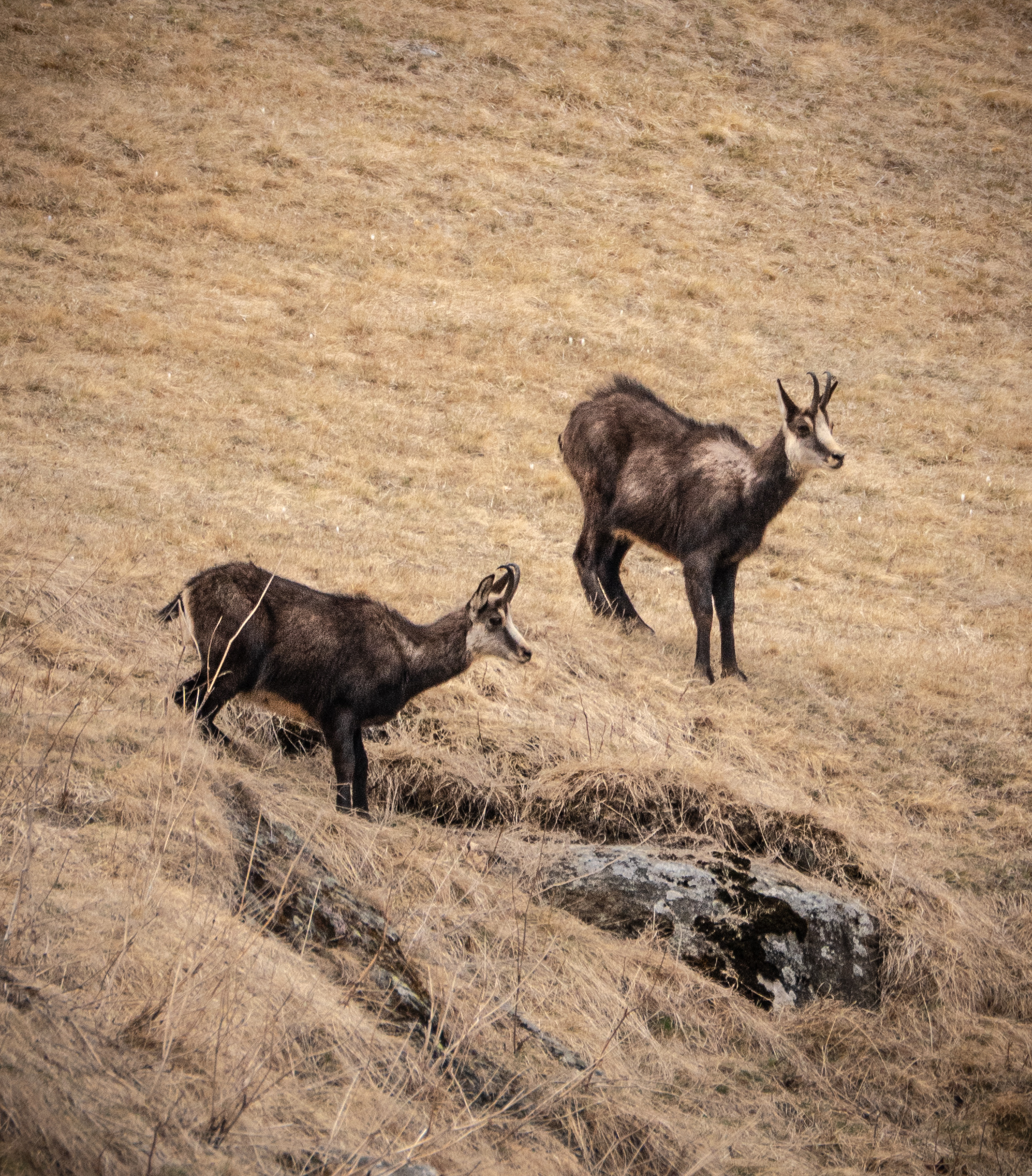Chamois in the Engadine