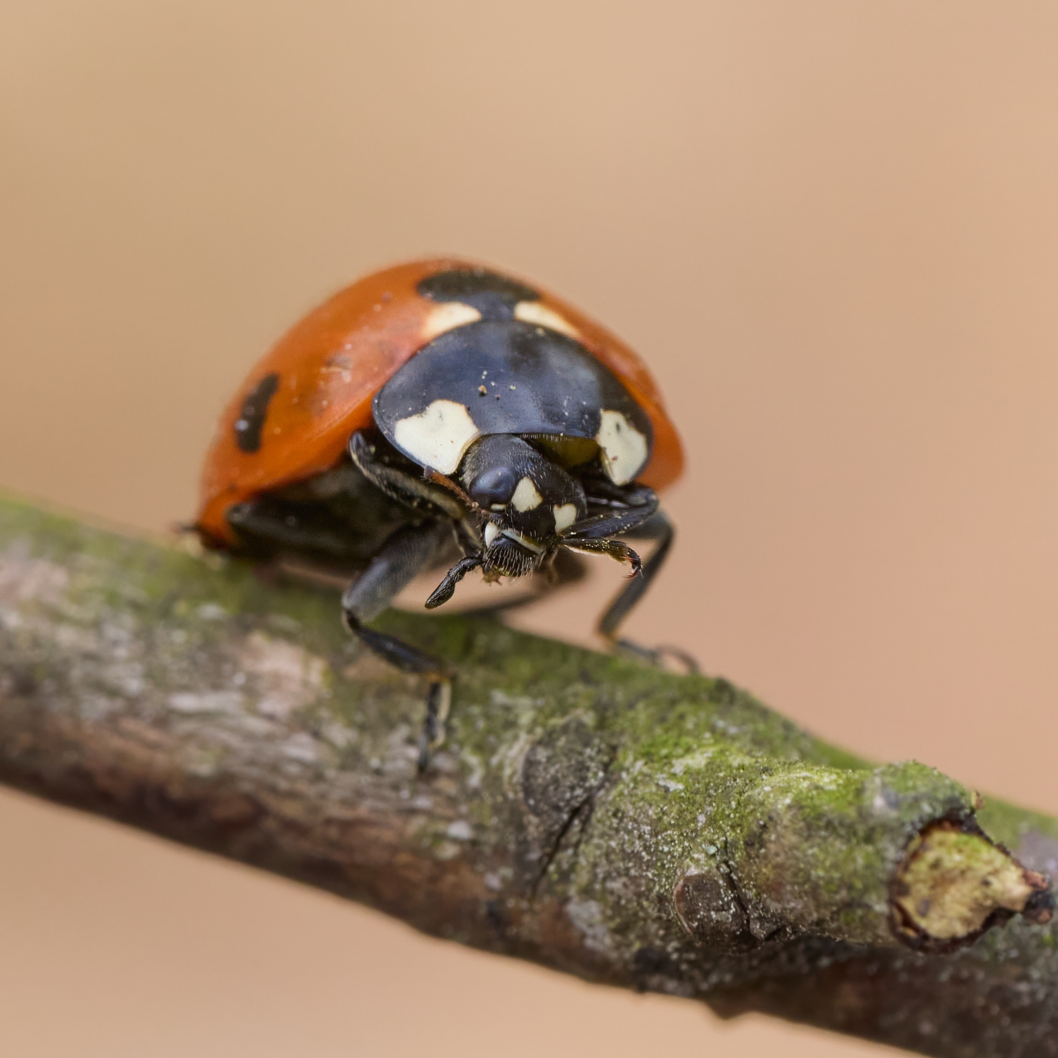 Coccinella septempunctata