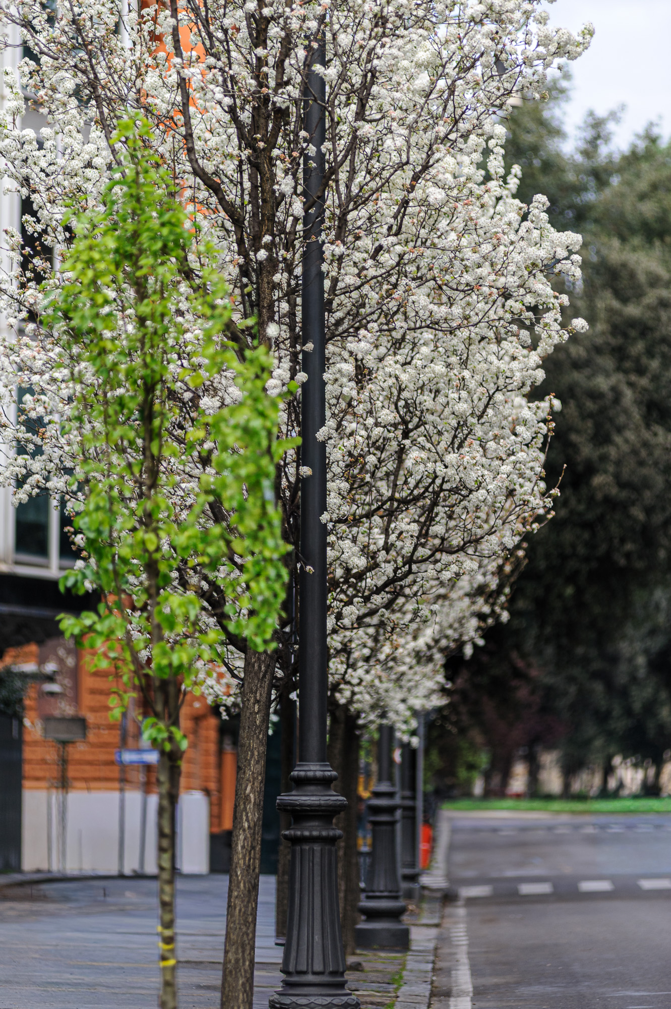 The city that blossoms