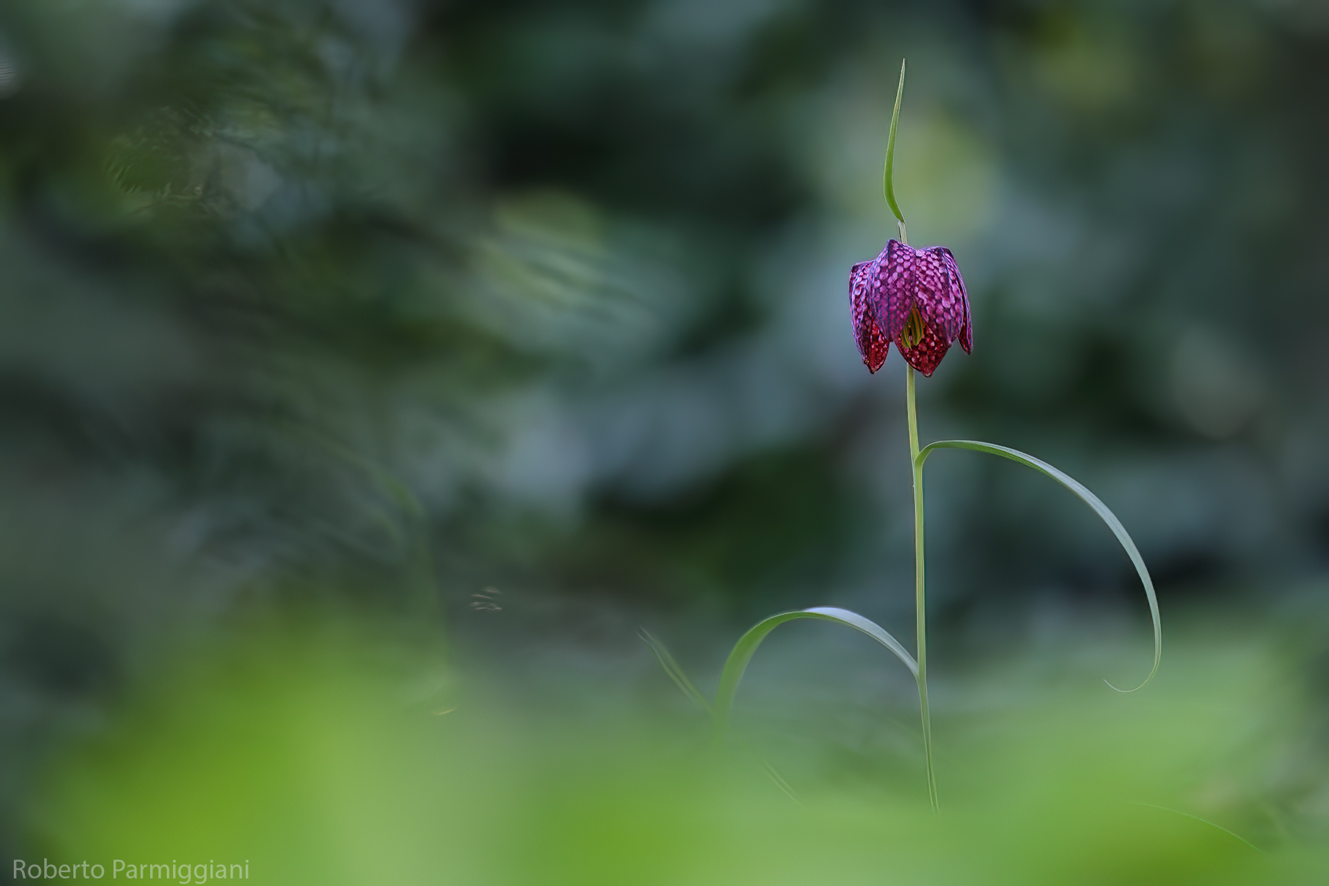The diamond of the undergrowth