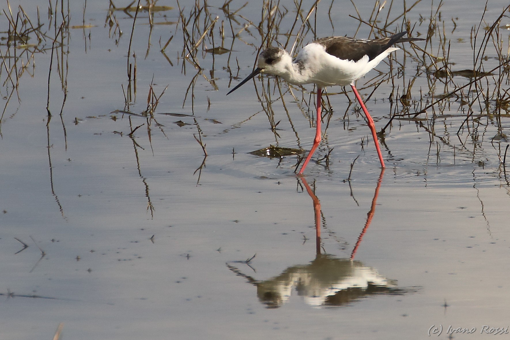 Black-winged Stilt