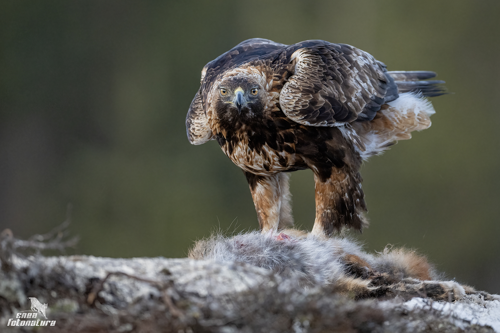 aquila reale