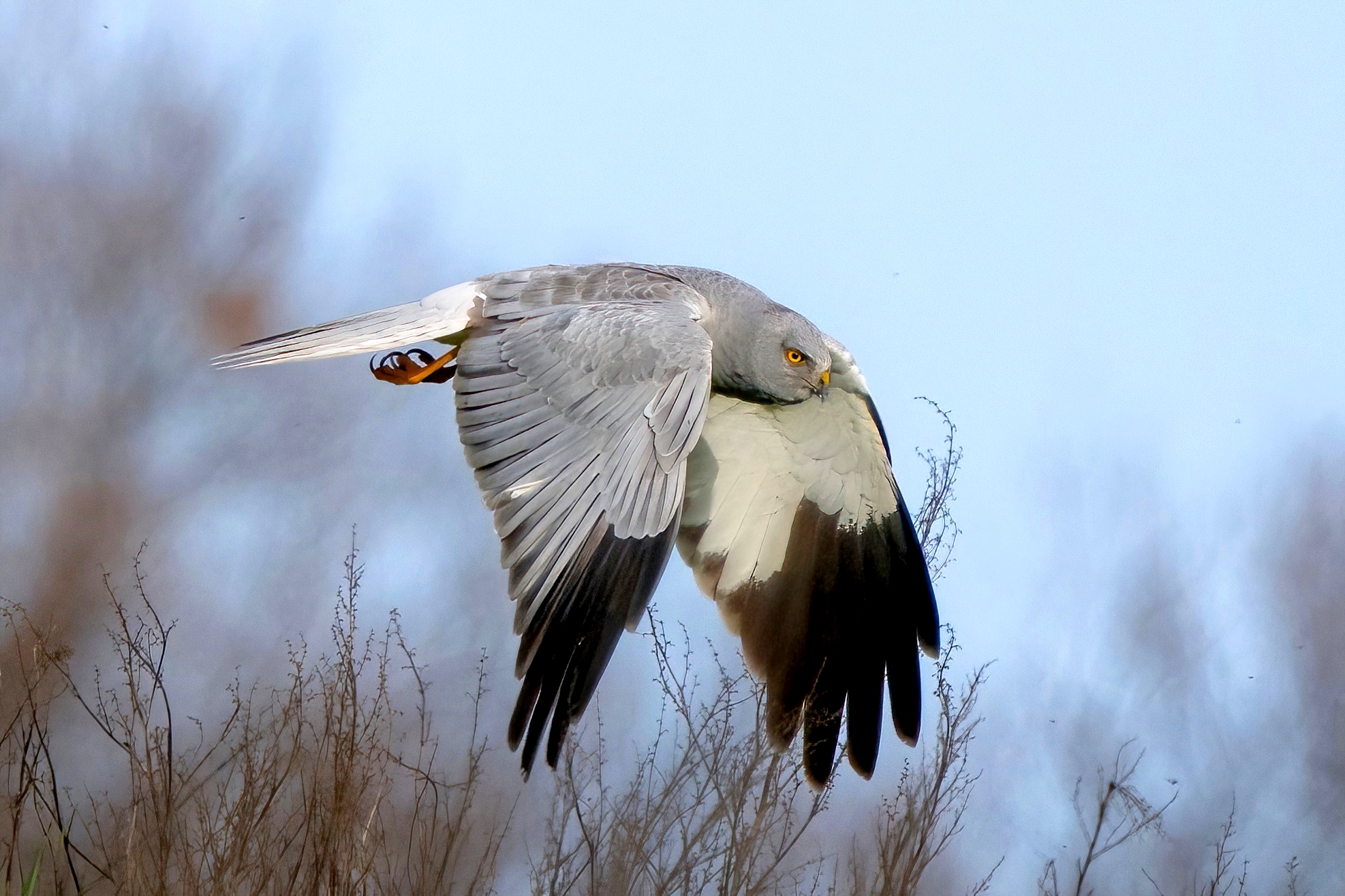 Hen Harrier (Circus cyaneus)