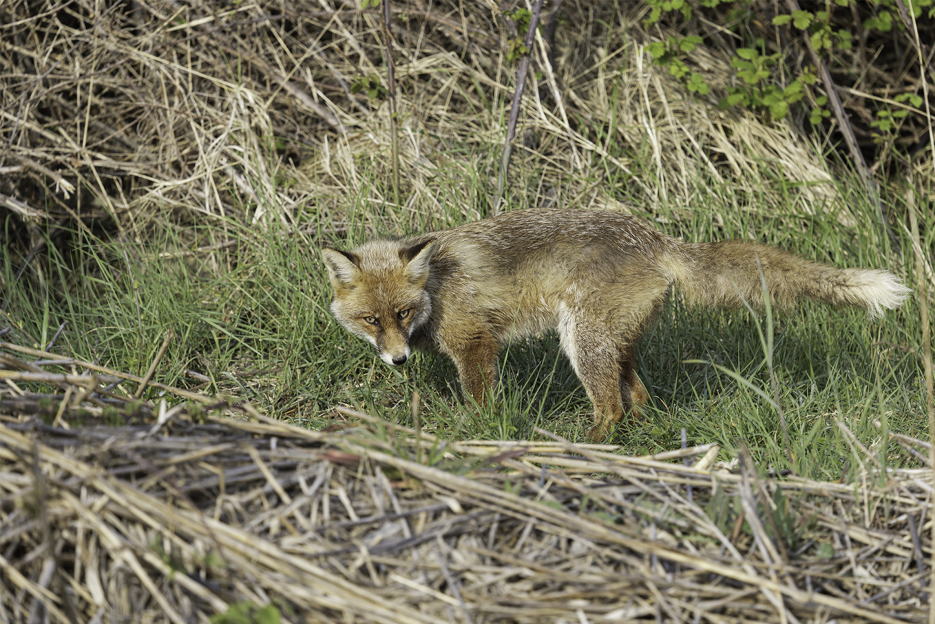 Fox
