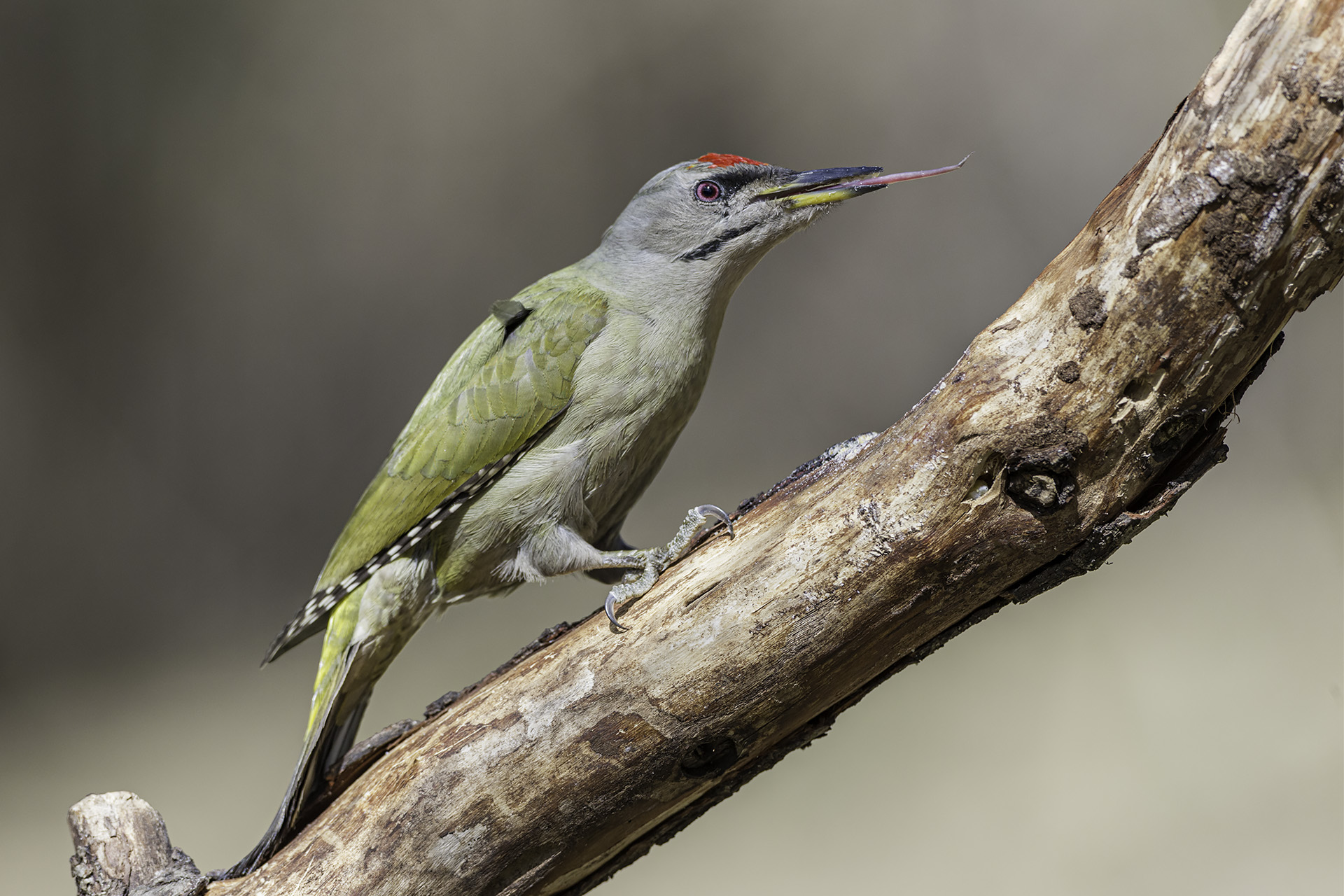 Male Grey Woodpecker