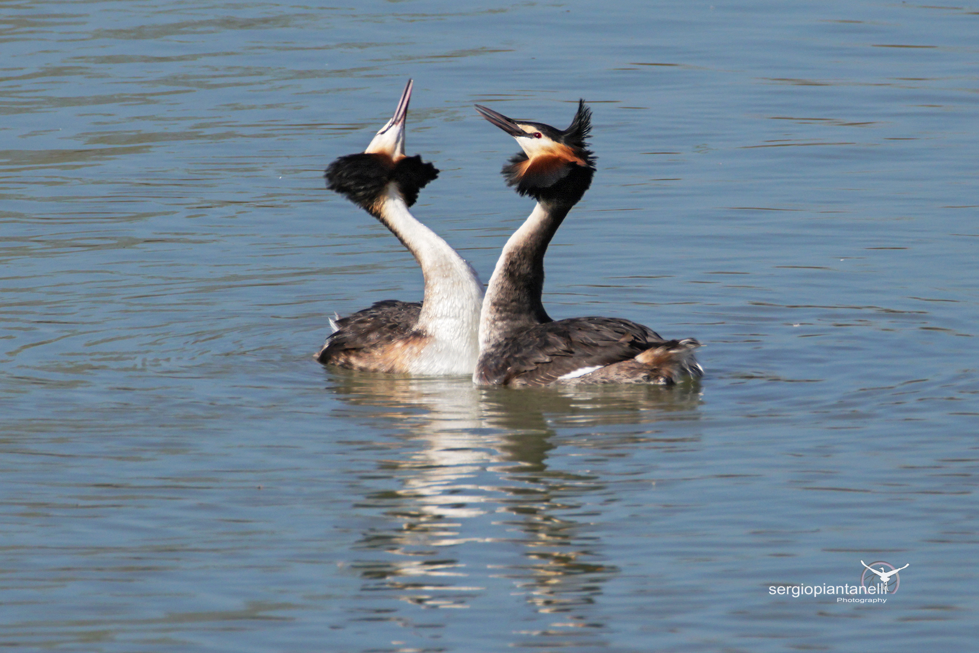 Svassi in corteggiamento