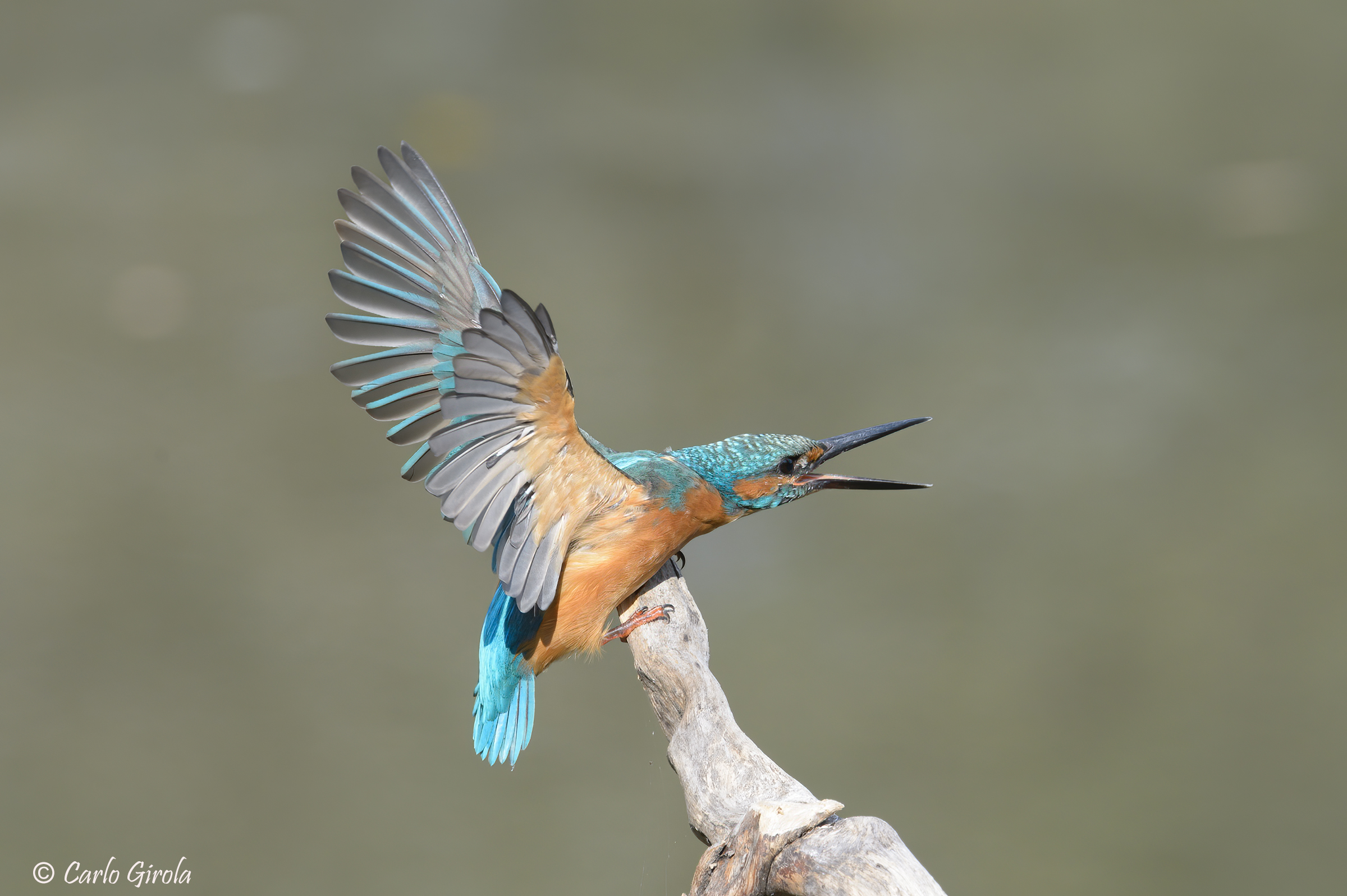 Kingfisher (Alcedo atthis)
