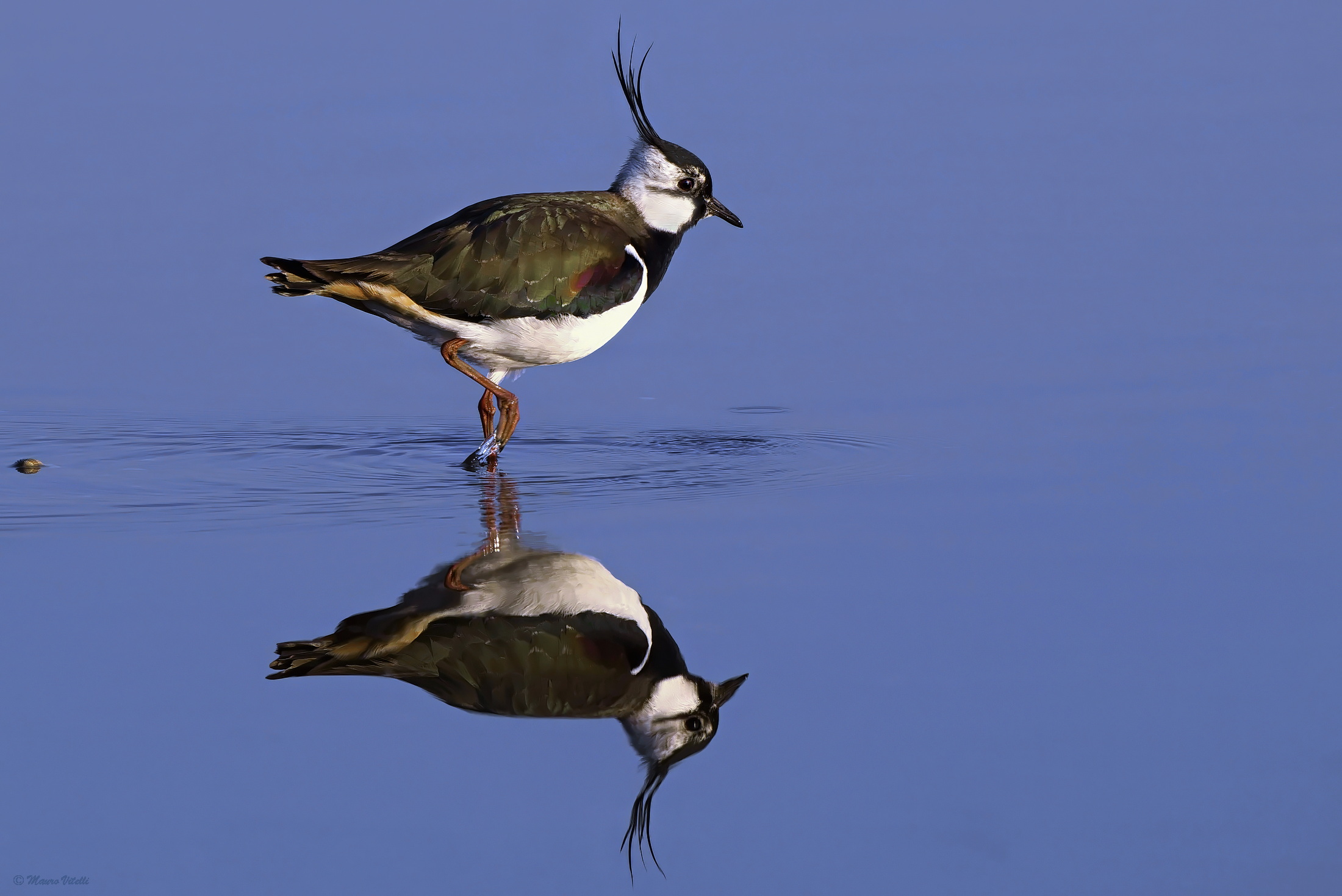 Lapwing (Vanellus vanellus)