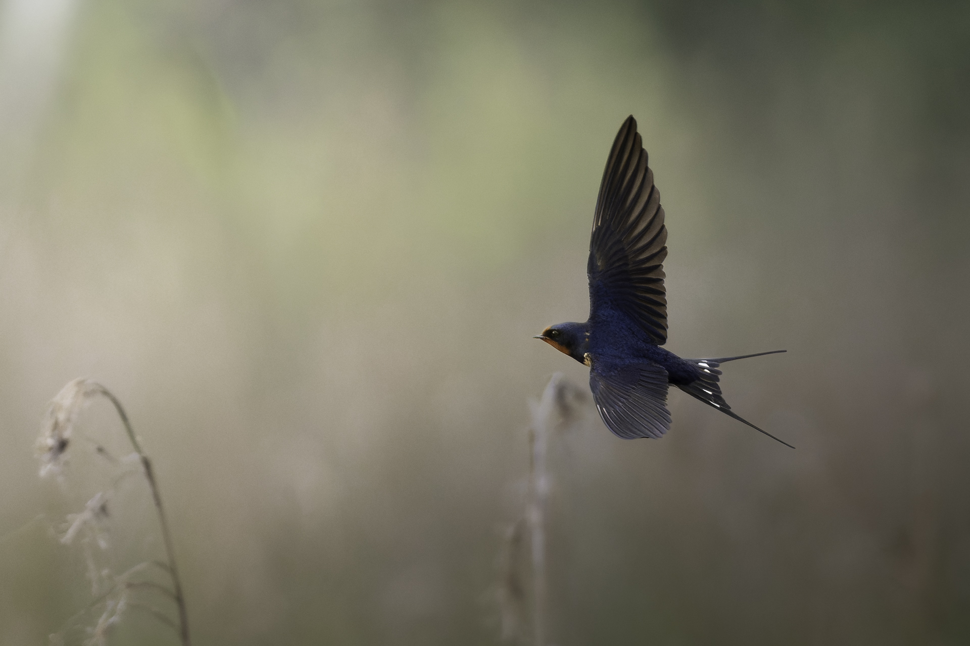 spring, rebirth and freedom